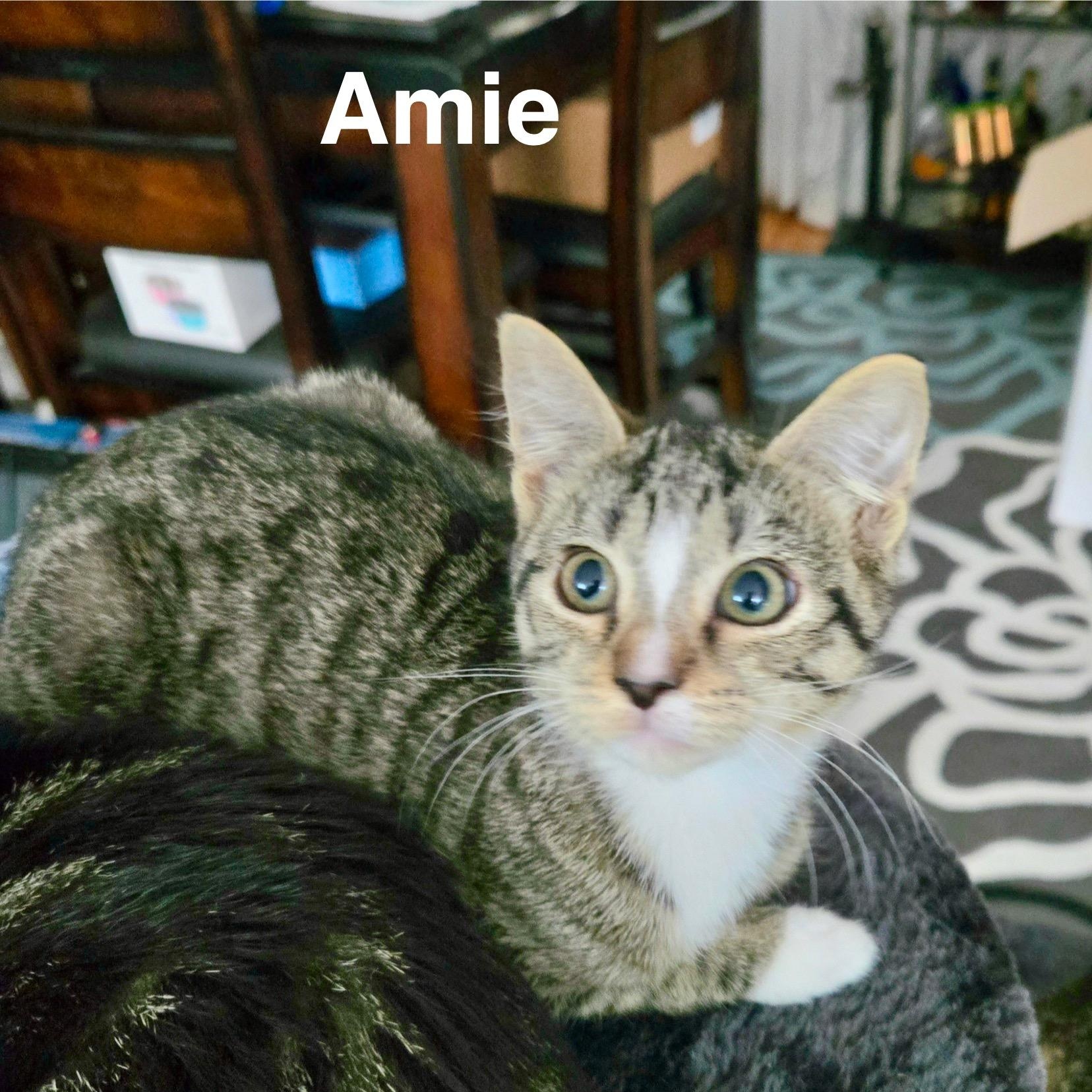Amie, Adoptable, Young Female Domestic Short Hair.