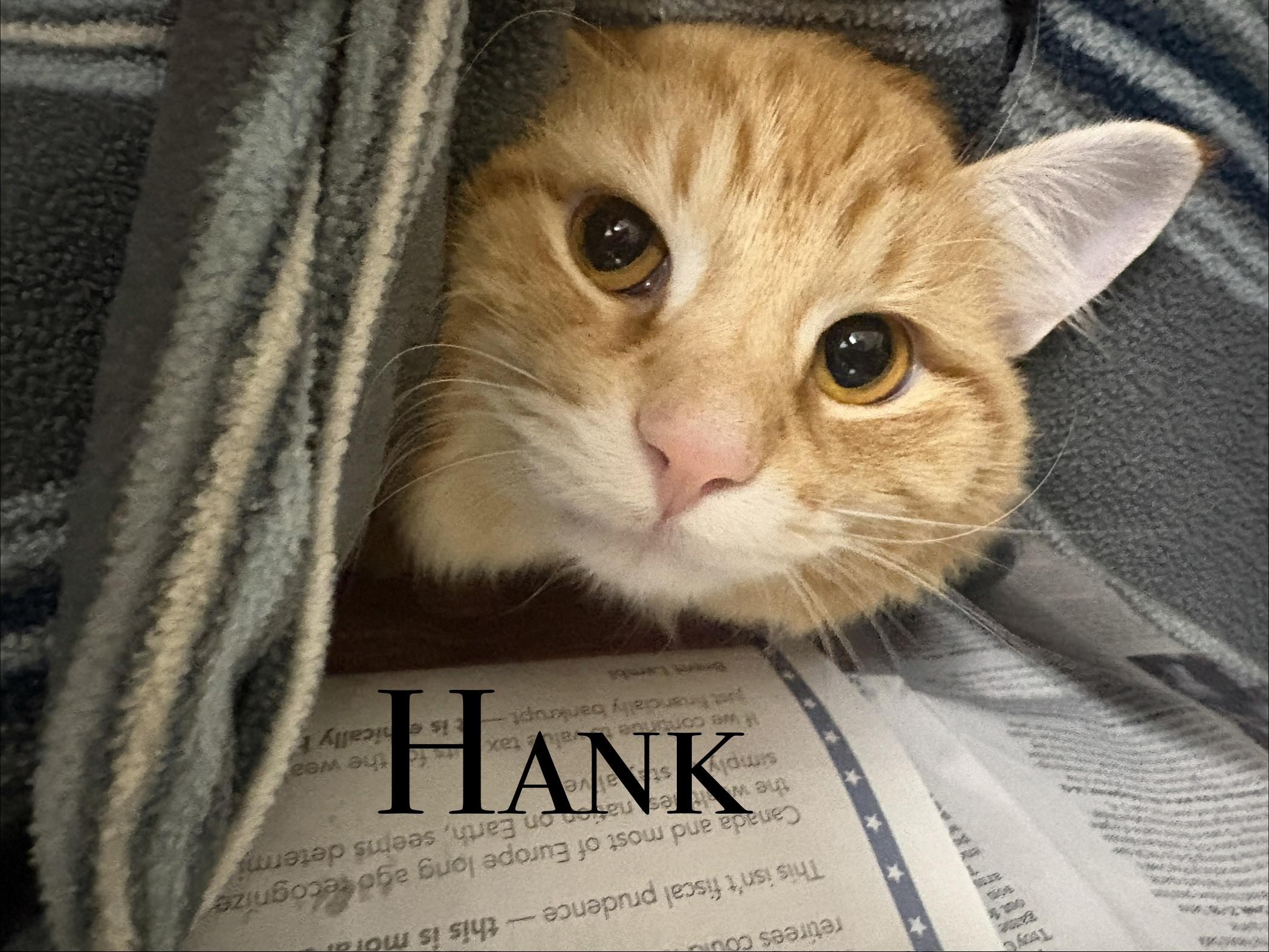 Enlarge Hank, a ADOPTABLE Tabby in Craig, CO image 1/1