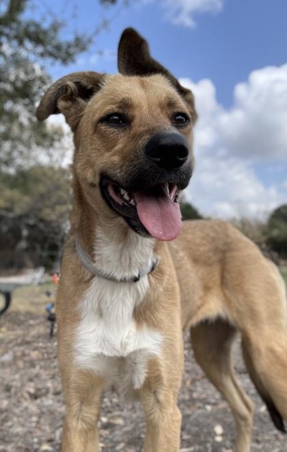 Prairie Dog — thumbnail 2