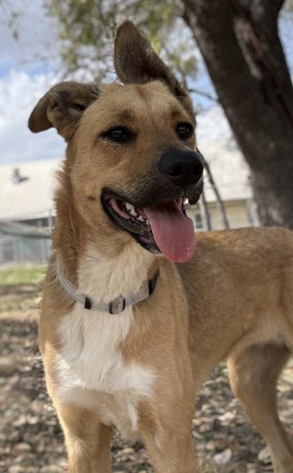 Prairie Dog — thumbnail 3