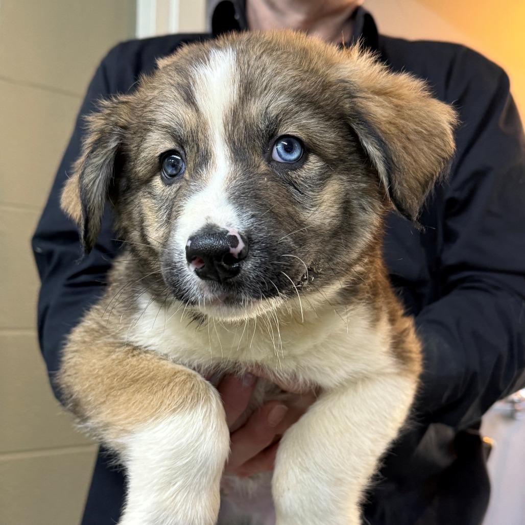 Togo, Adoptable, Puppy Male Husky.