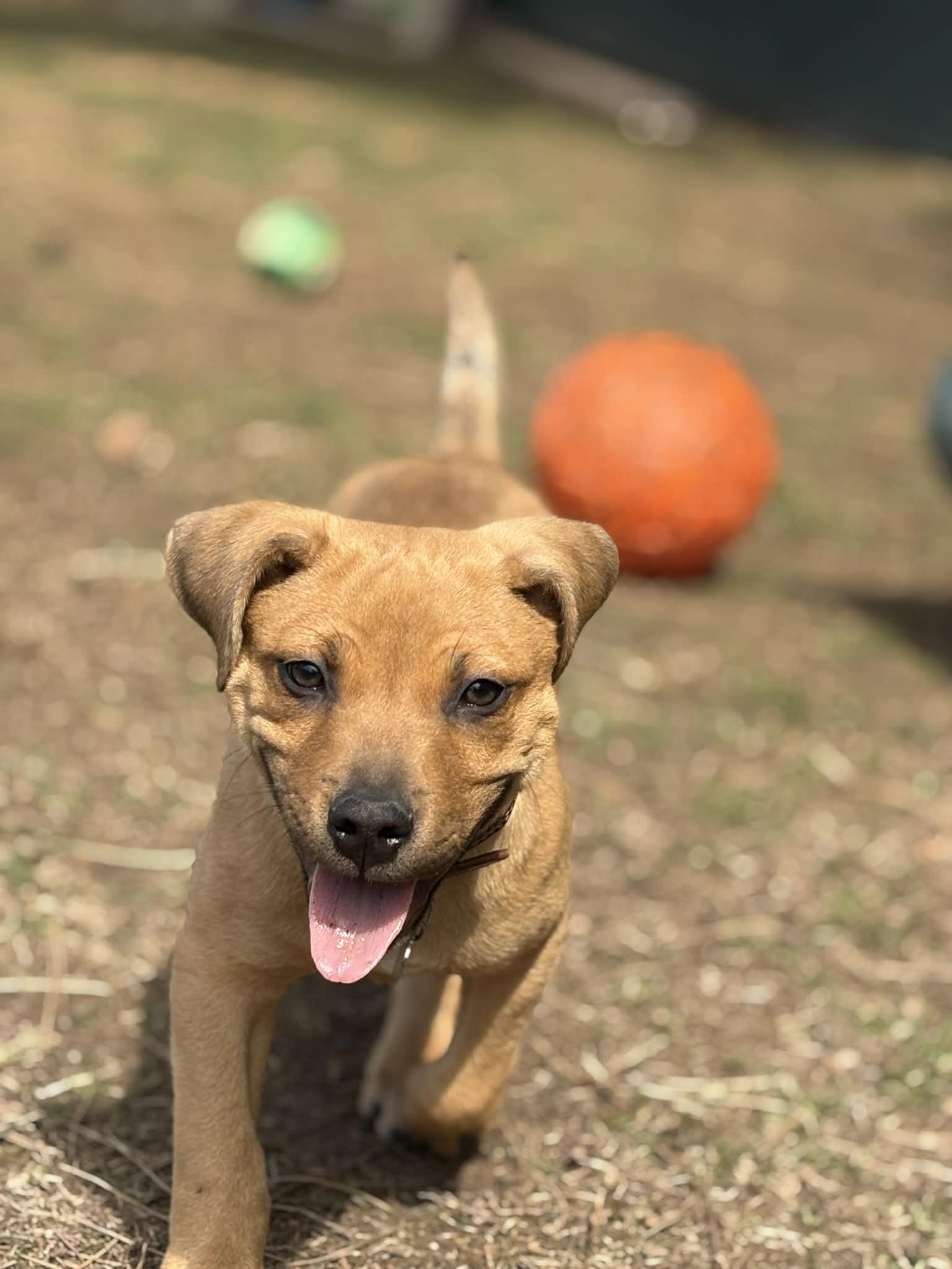 Enlarge Finley, a ADOPTABLE mixed breed in Oregon, OH image 2/3