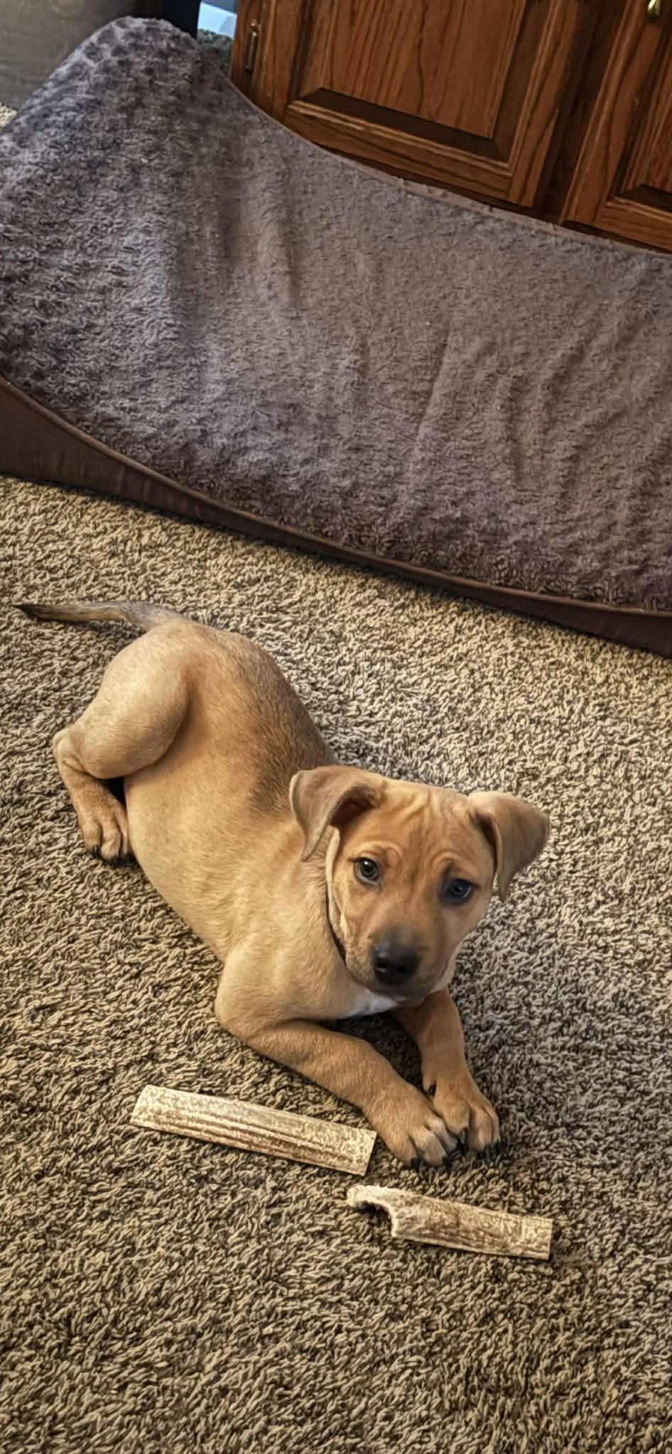 Enlarge Finley, a ADOPTABLE mixed breed in Oregon, OH image 3/3