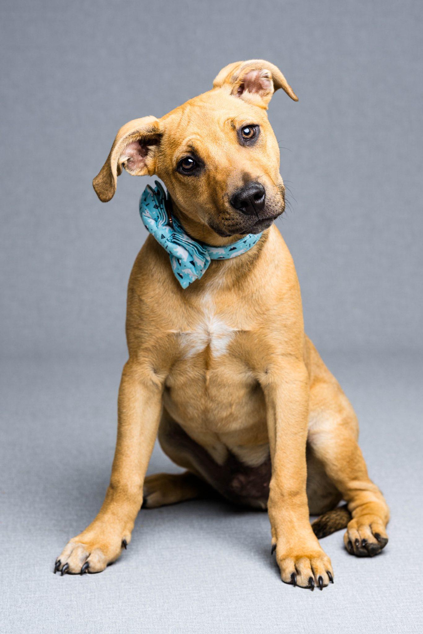 Finley, ADOPTABLE, Young Male Mixed Breed.