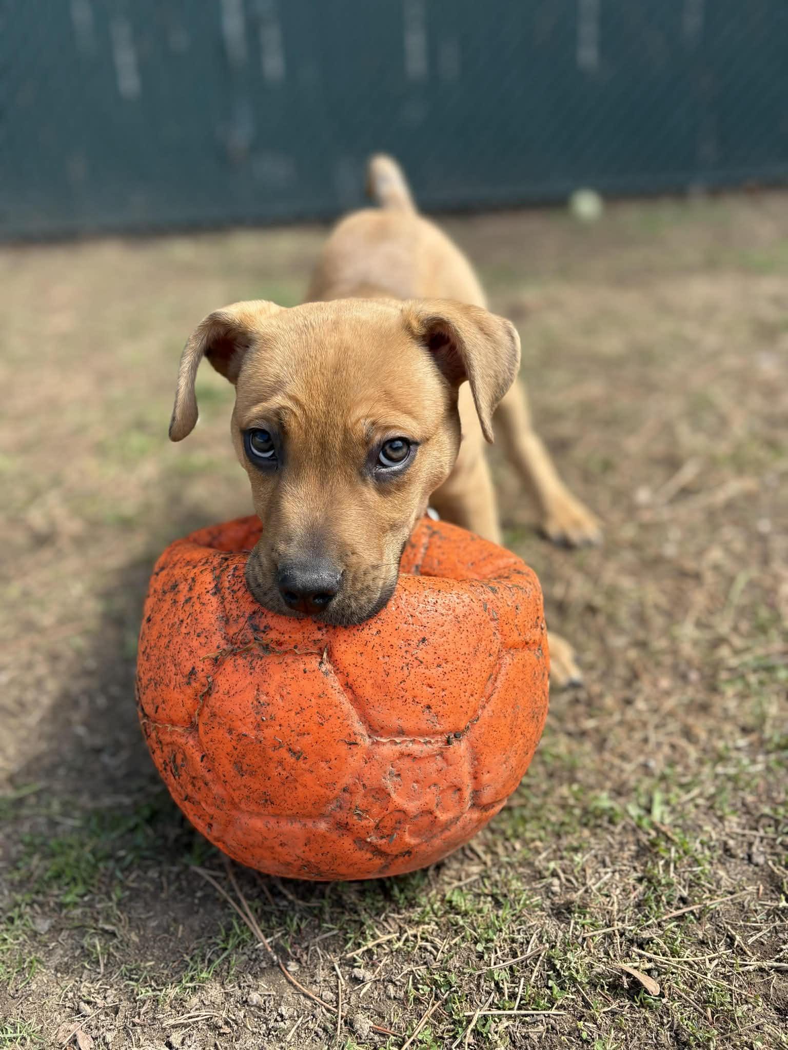 Enlarge Finley, a ADOPTABLE mixed breed in Oregon, OH image 1/3