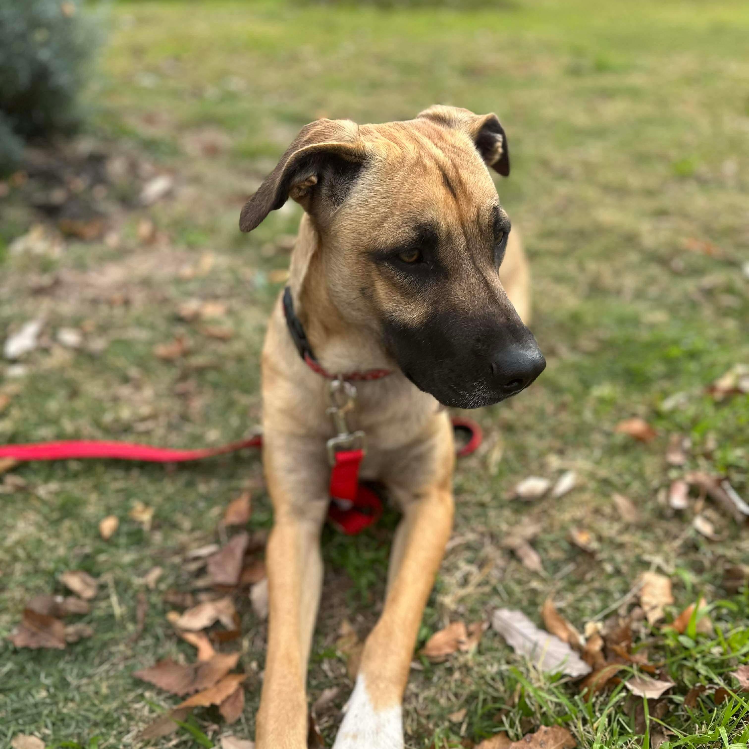 Lola — thumbnail 3