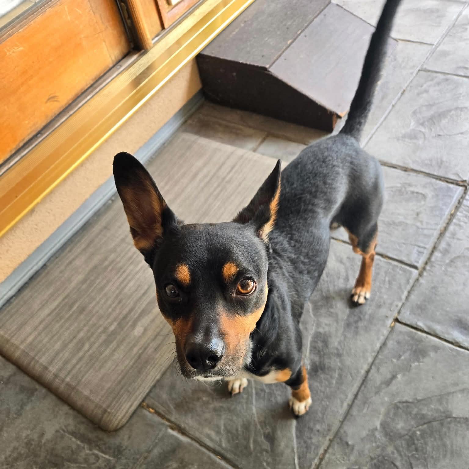 Enlarge Ziggy, a ADOPTABLE mixed breed in Boulder, CO image 6/6
