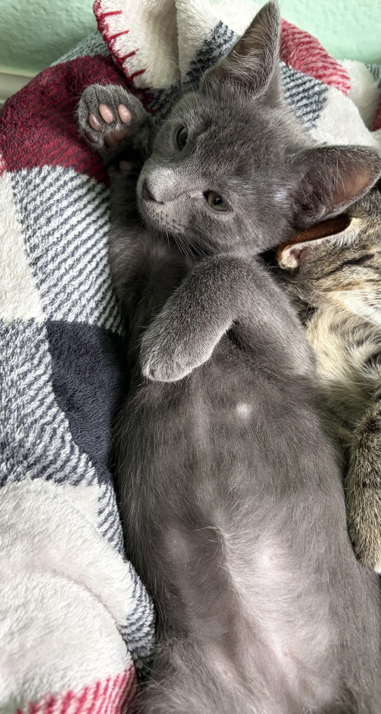 Ash P, a Adopted Russian Blue in Plano, TX image 1/3