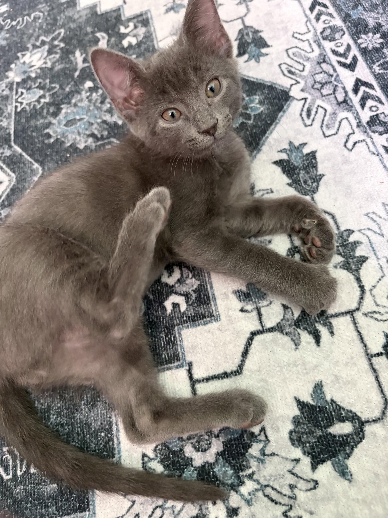 Ash P, a Adopted Russian Blue in Plano, TX image 2/3