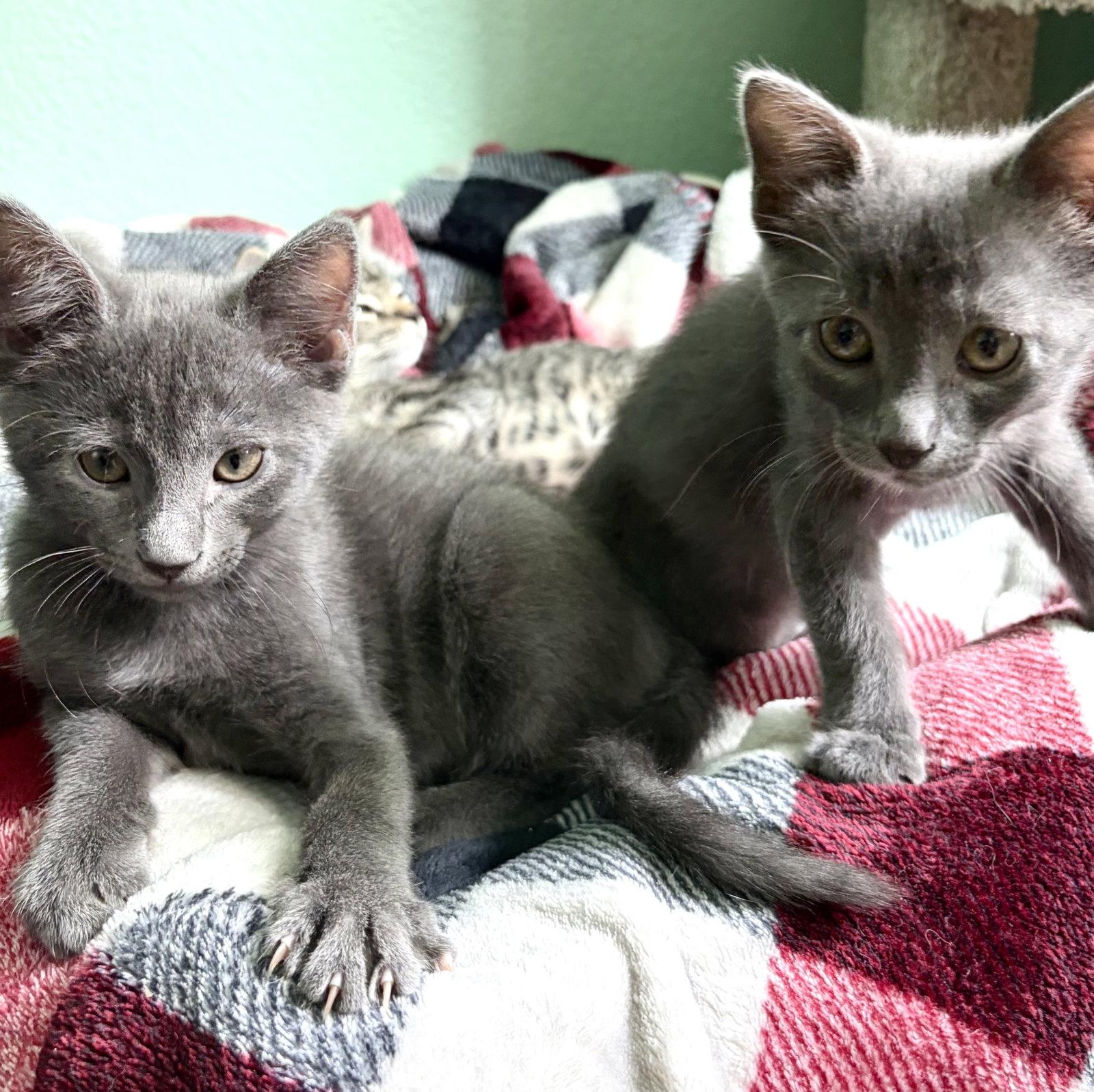 Ash P, a Adopted Russian Blue in Plano, TX image 3/3