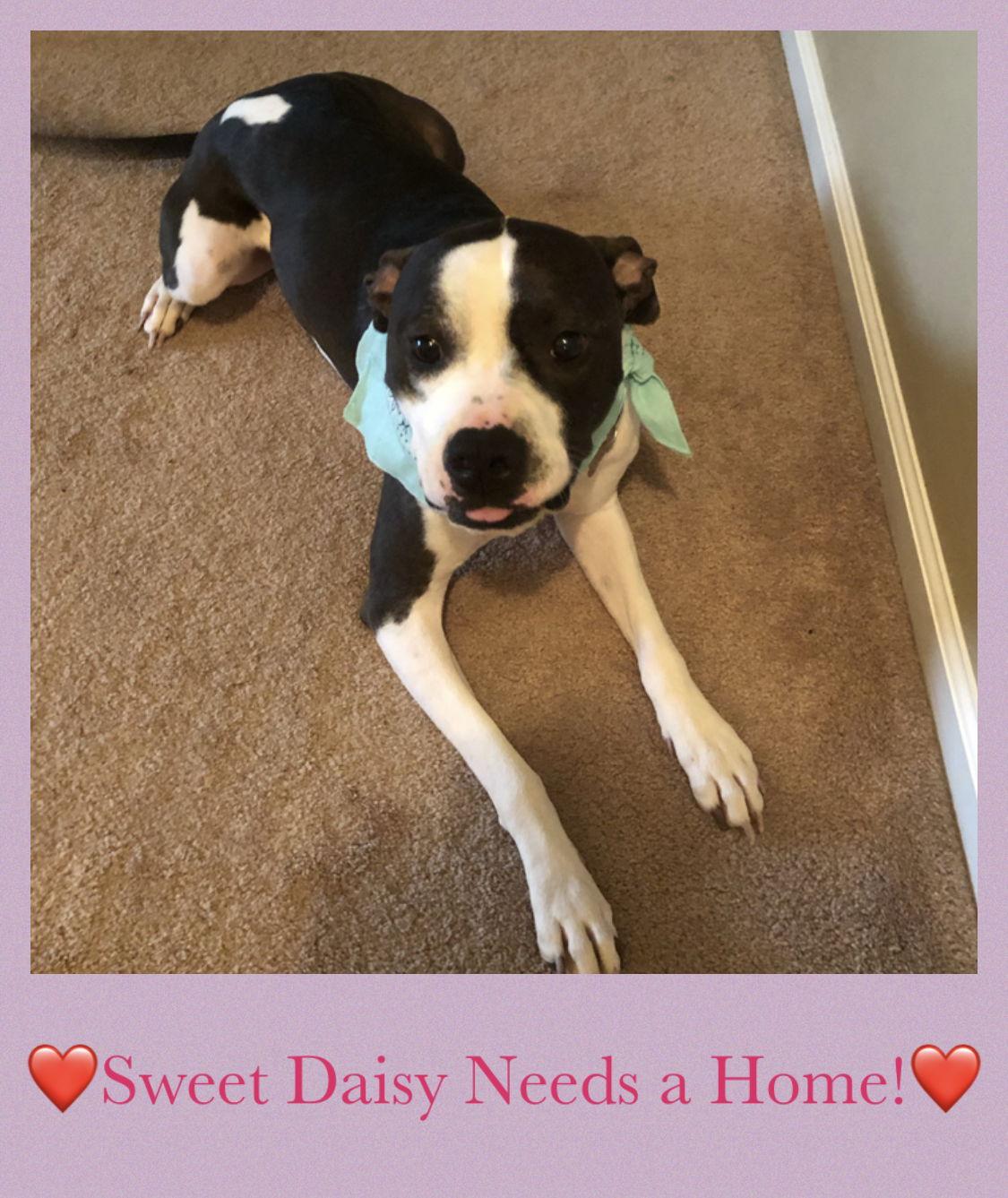 Daisy, Adoptable, Adult Female American Staffordshire Terrier & Boxer.