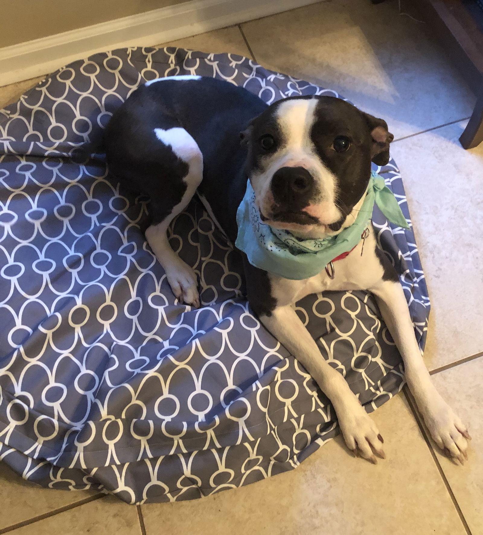 Daisy, a Adoptable mixed breed in Acworth, GA image 2/3