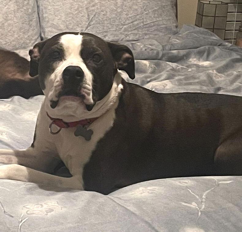 Daisy, a Adoptable mixed breed in Acworth, GA image 3/3