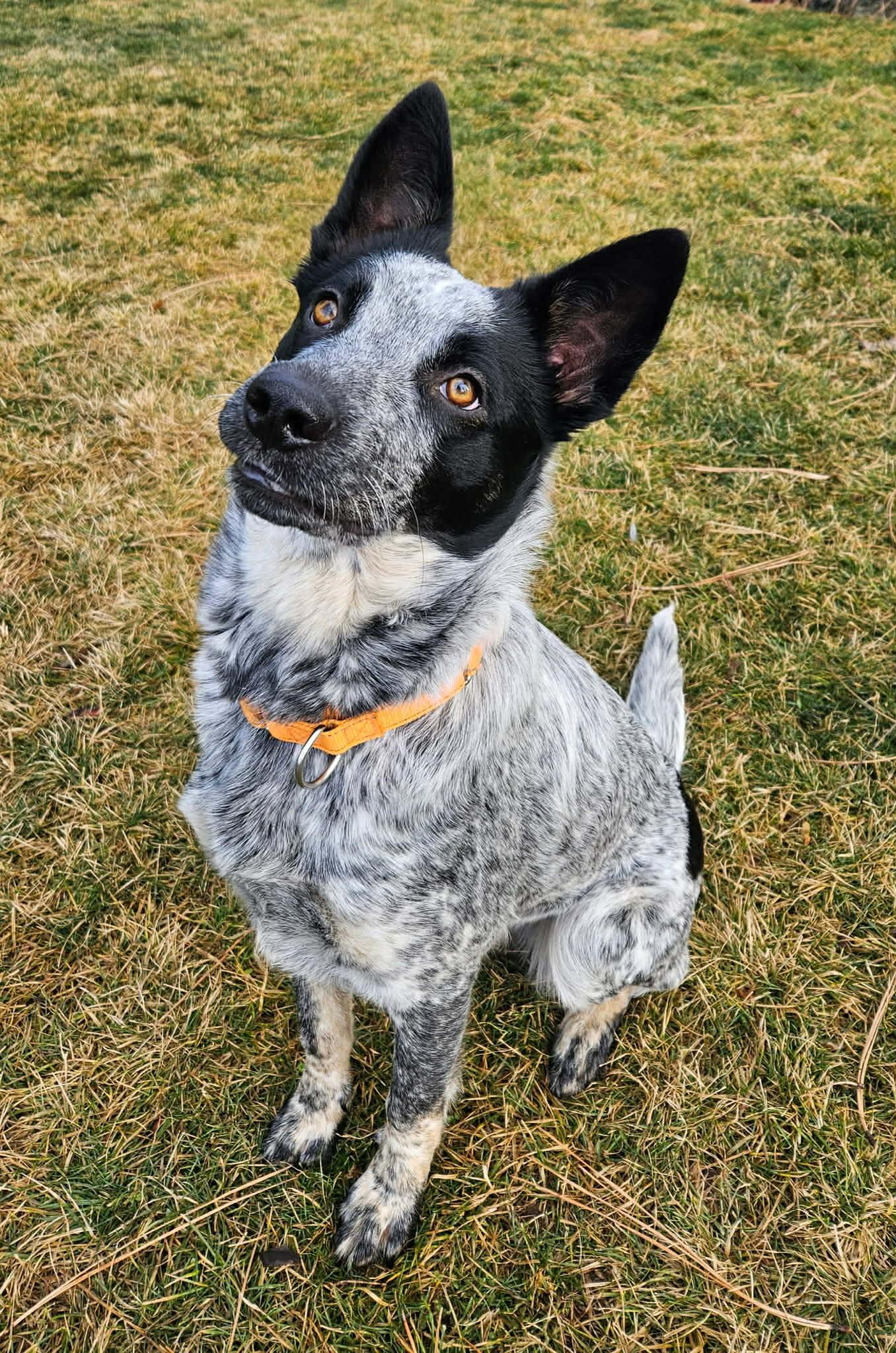 Zora, ADOPTABLE, Young Female Australian Cattle Dog / Blue Heeler.
