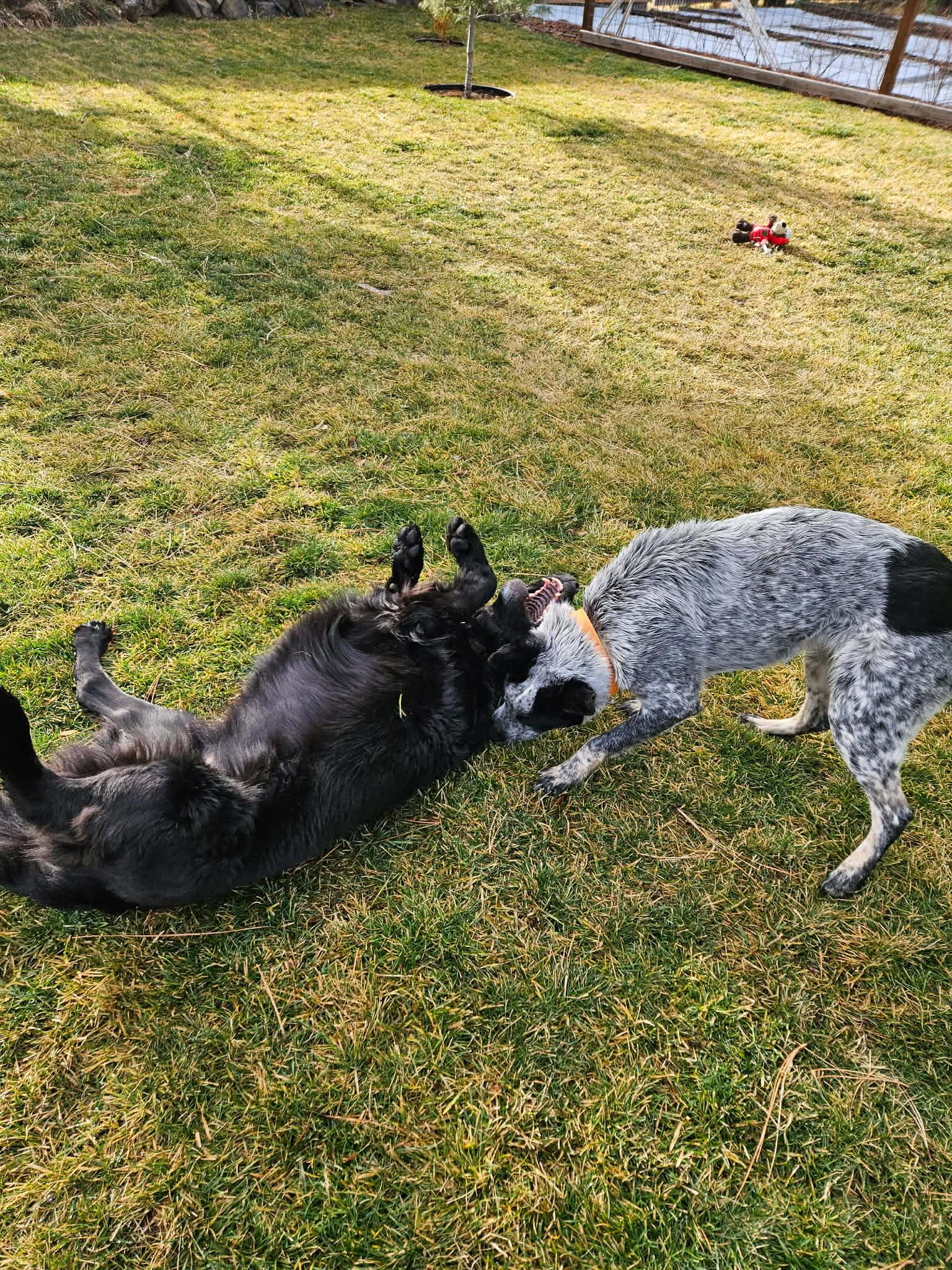 Zora, a ADOPTABLE Australian Cattle Dog / Blue Heeler in Bend, OR image 5/5