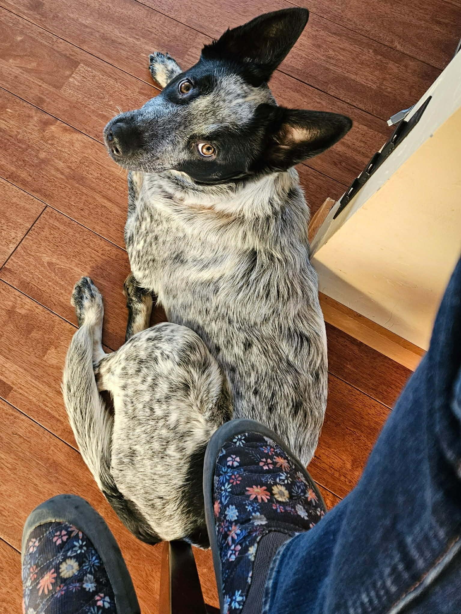 Zora, a ADOPTABLE Australian Cattle Dog / Blue Heeler in Bend, OR image 4/5
