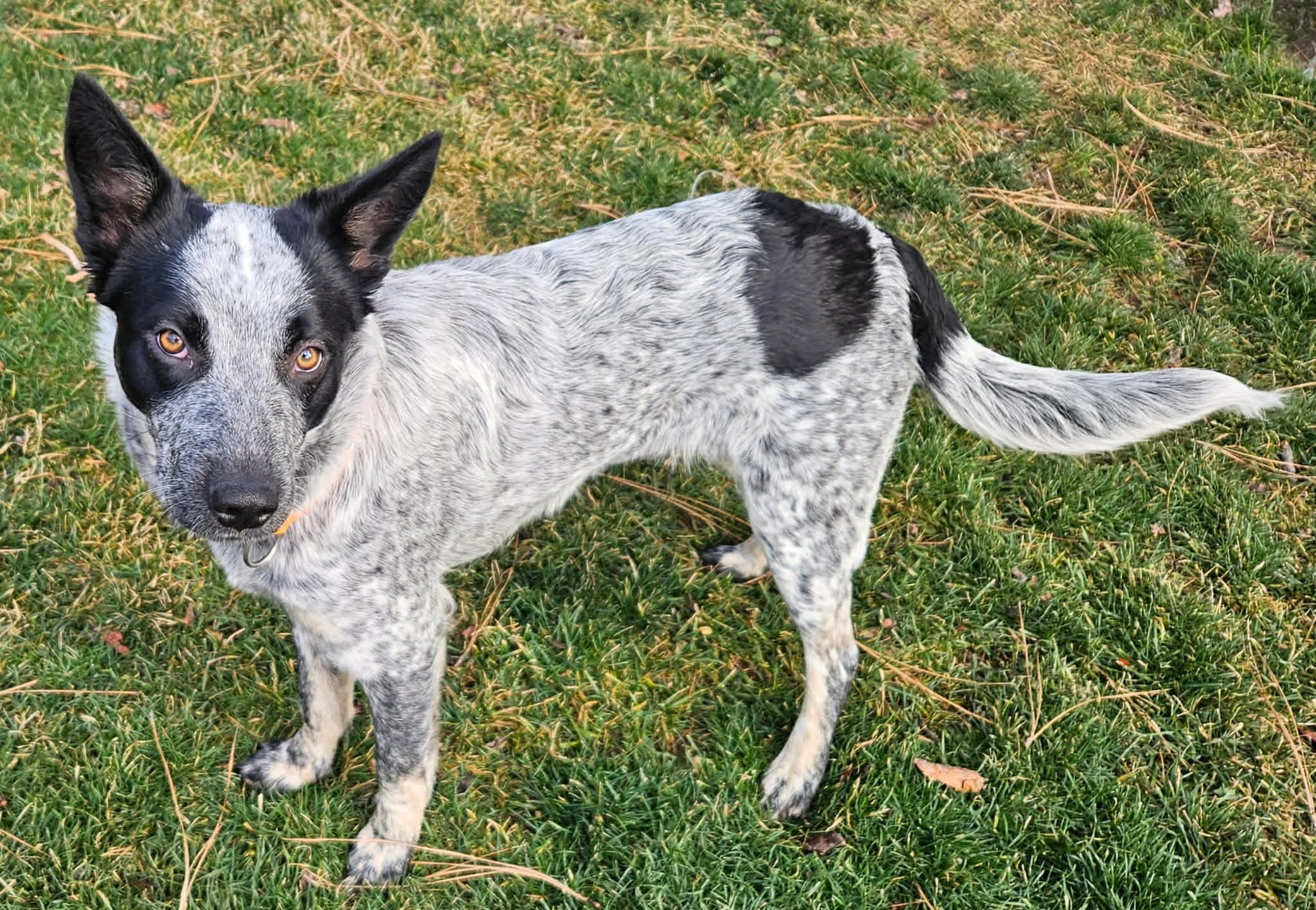 Zora, a ADOPTABLE Australian Cattle Dog / Blue Heeler in Bend, OR image 2/5