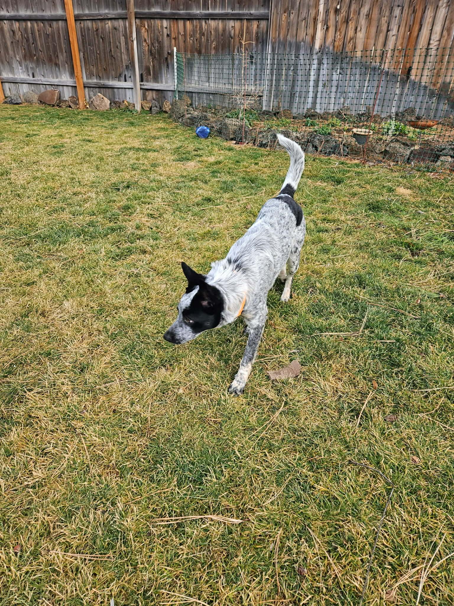 Zora, a ADOPTABLE Australian Cattle Dog / Blue Heeler in Bend, OR image 3/5