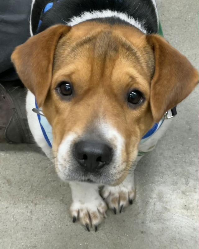 Honey *Adopt or Foster*, Adoptable, Young Female Beagle.