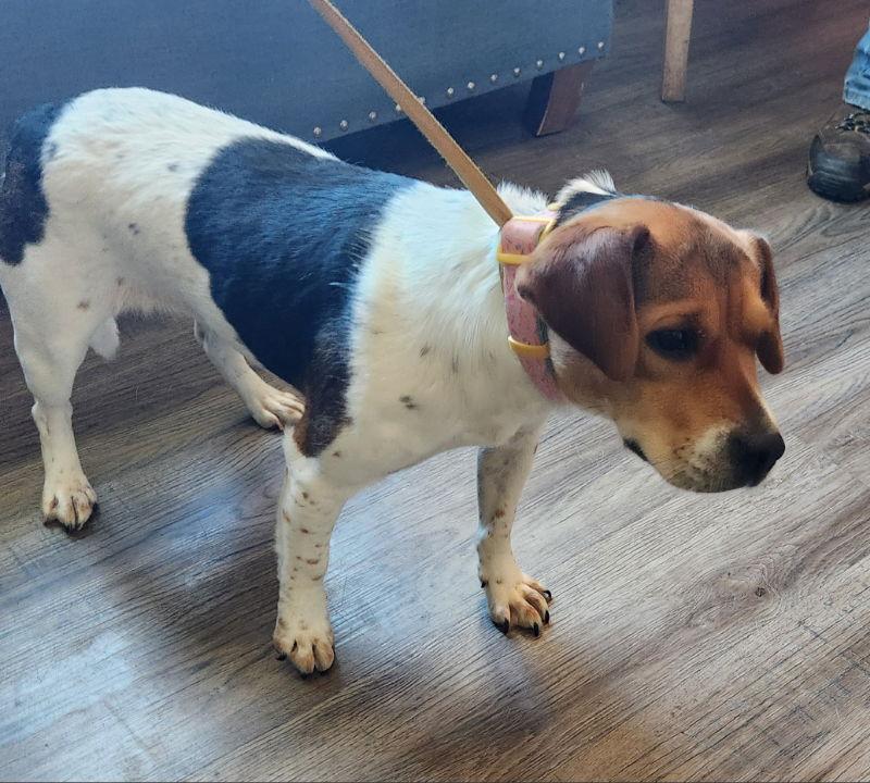 Honey *Adopt or Foster*, a Adoptable Beagle in Fairfax, VA image 2/2