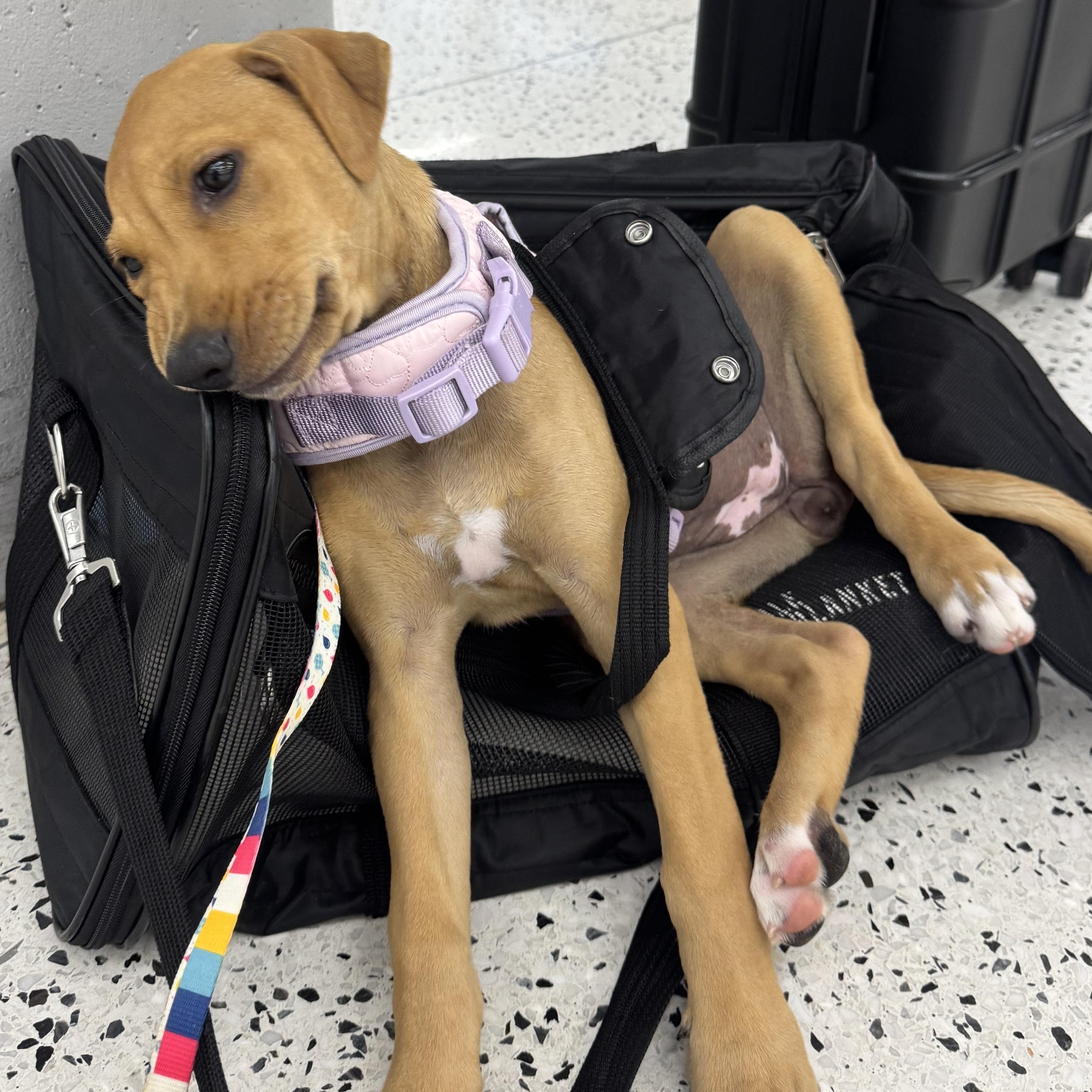 Enlarge Flower , an adopted mixed breed in Carmel, NY image 6/6