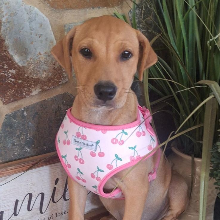 Enlarge Flower , an adopted mixed breed in Carmel, NY image 2/6