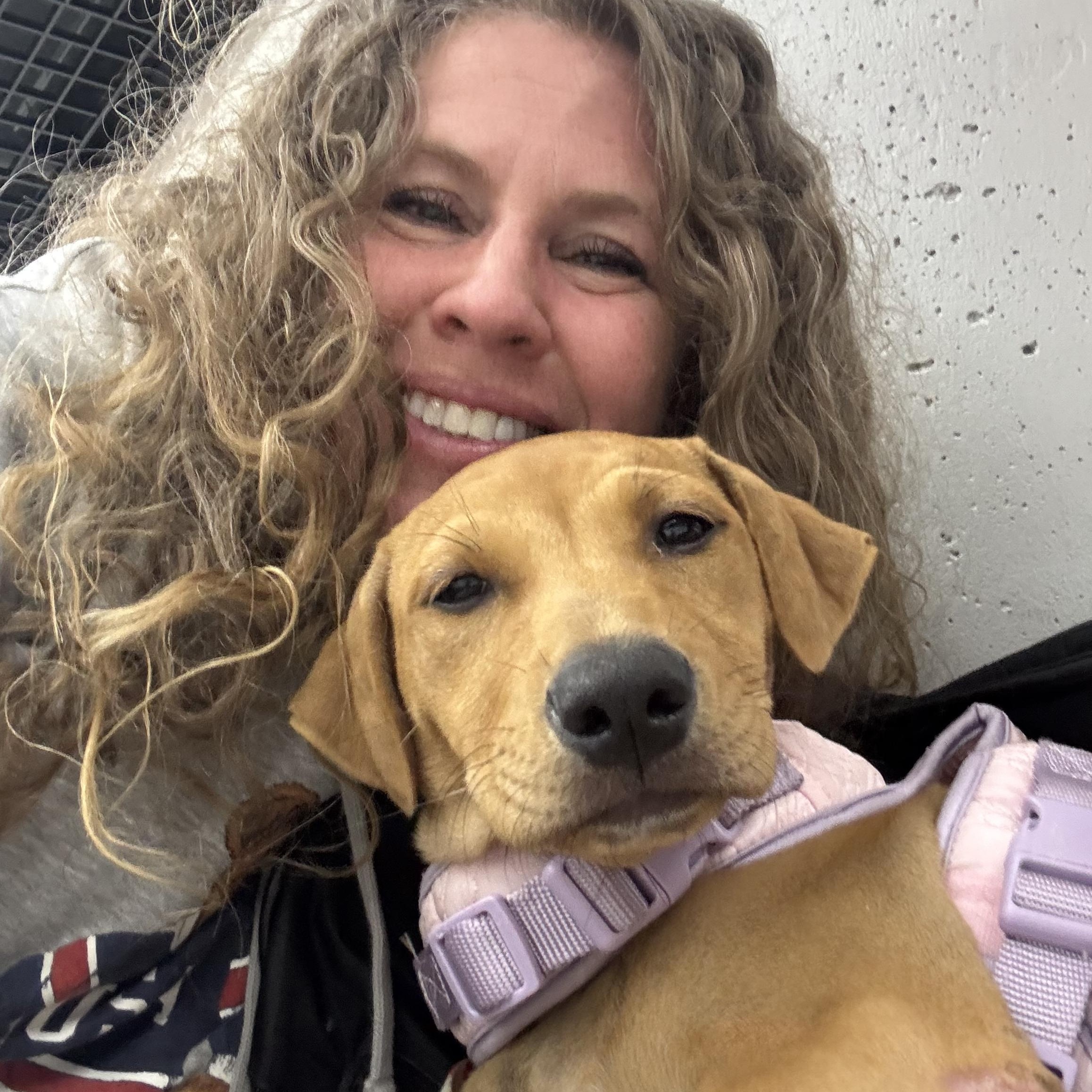 Flower , adopted, Puppy Female Vizsla.