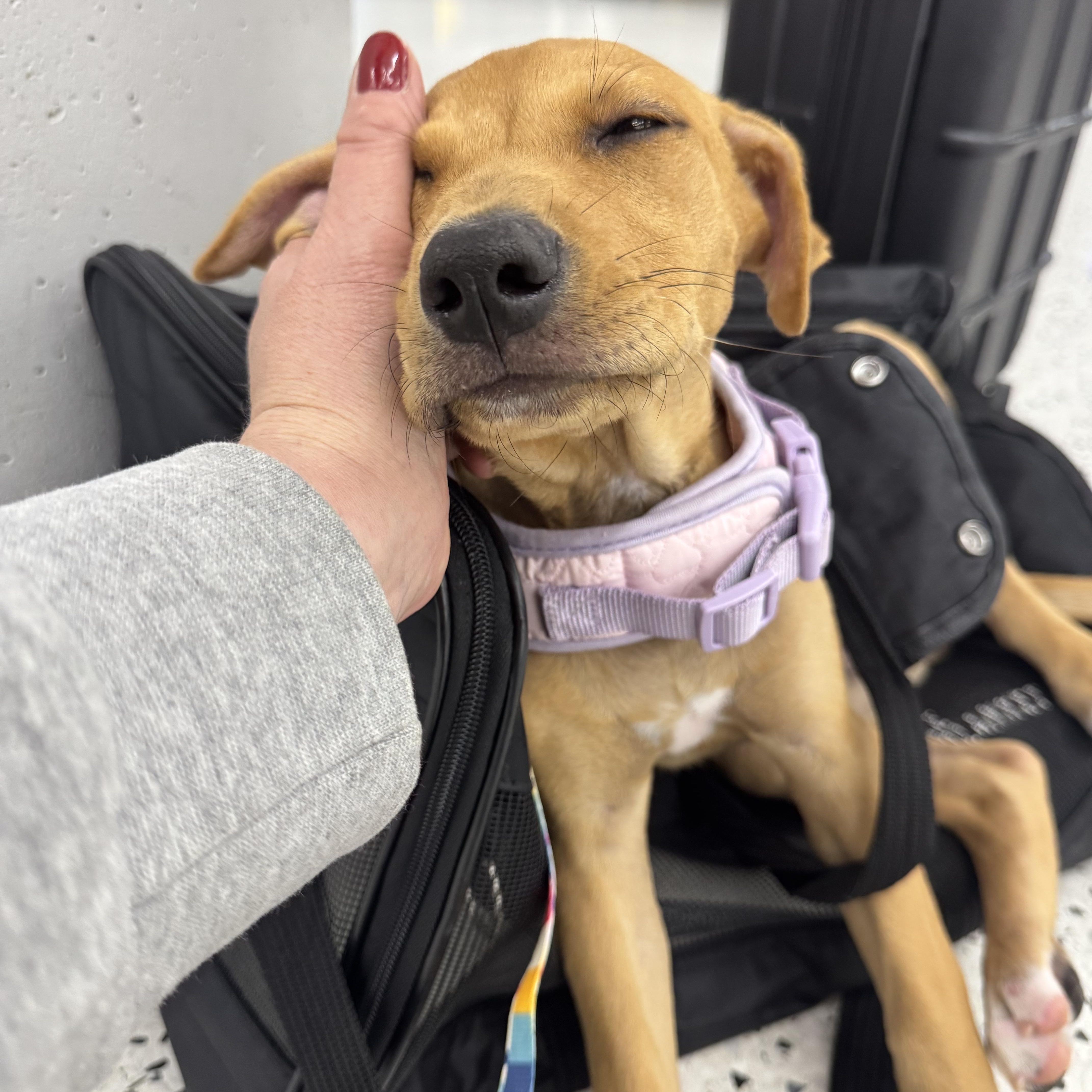 Enlarge Flower , an adopted mixed breed in Carmel, NY image 5/6