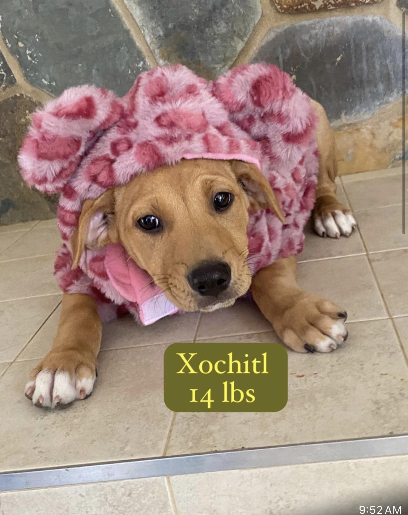 Enlarge Flower , an adopted mixed breed in Carmel, NY image 4/6