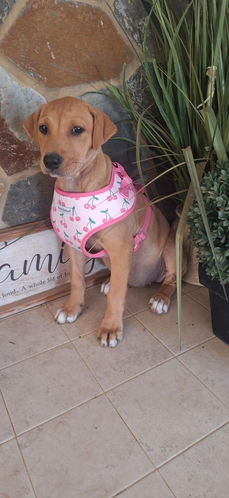 Enlarge Flower , an adopted mixed breed in Carmel, NY image 3/6