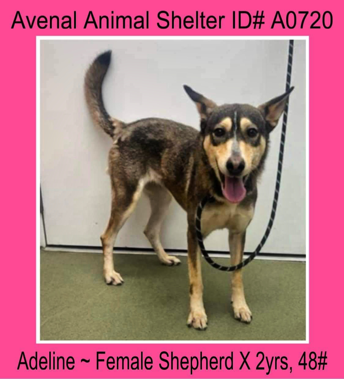 Enlarge Adeline, a Adoptable Shepherd in Avenal, CA image 1/1