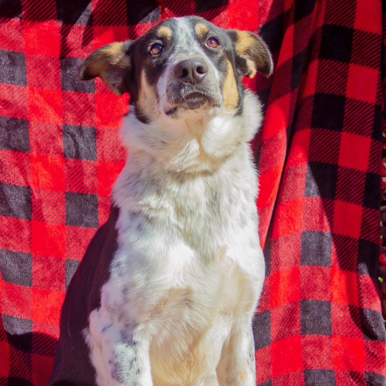 Enlarge Bandit, a Adoptable mixed breed in Madisonville, TX image 1/6