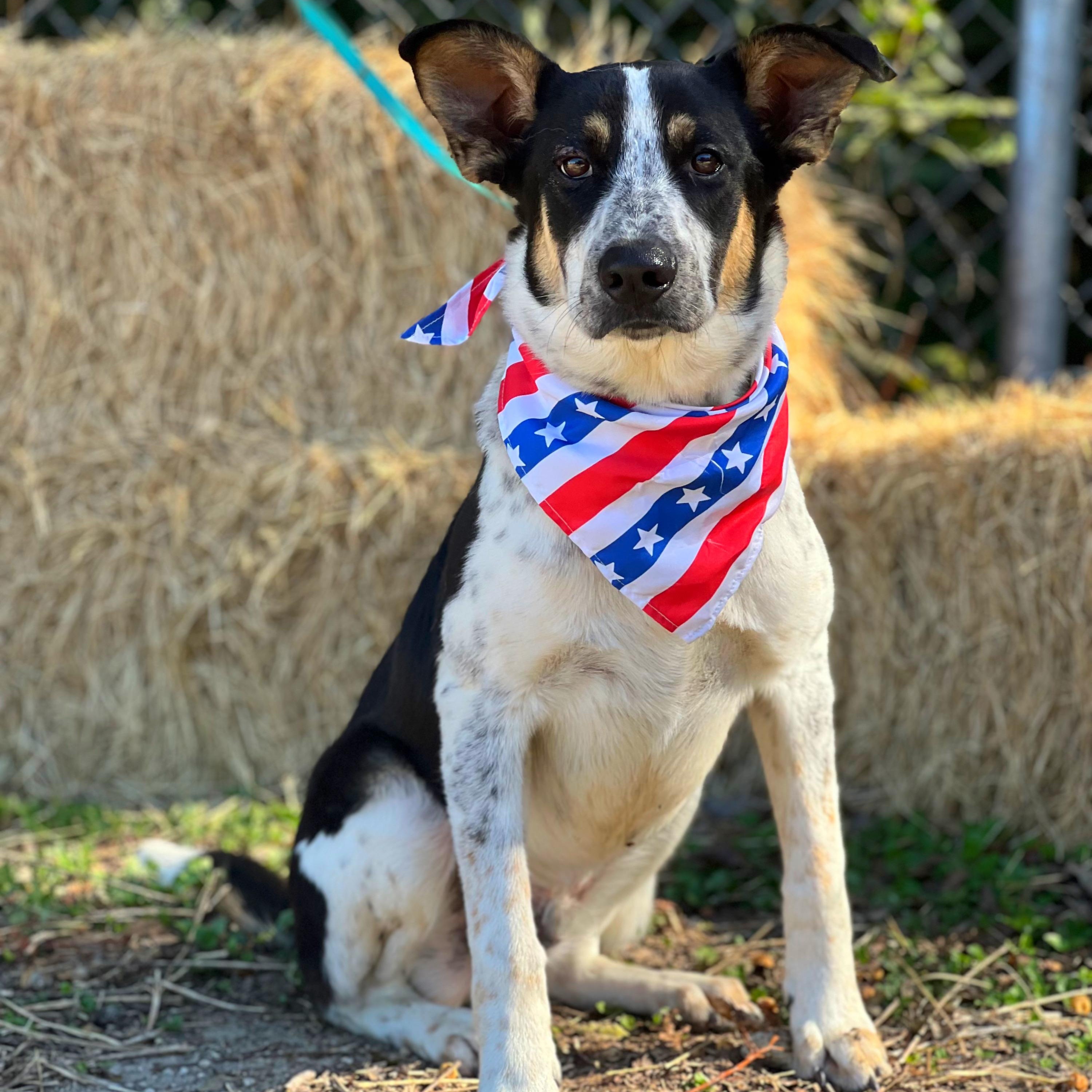 Bandit, a Adoptable mixed breed in Madisonville, TX image 1/6