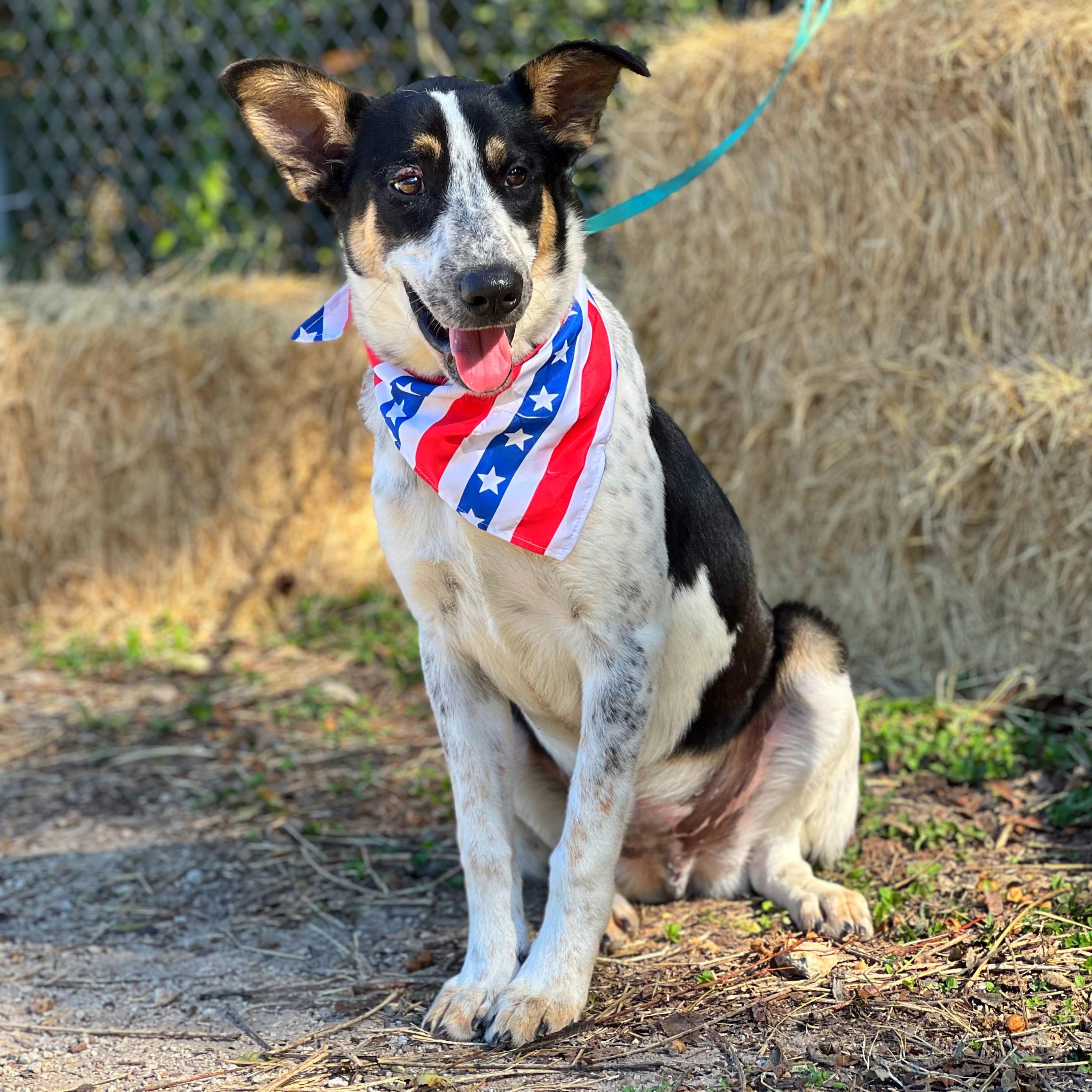 Bandit, a Adoptable mixed breed in Madisonville, TX image 4/6