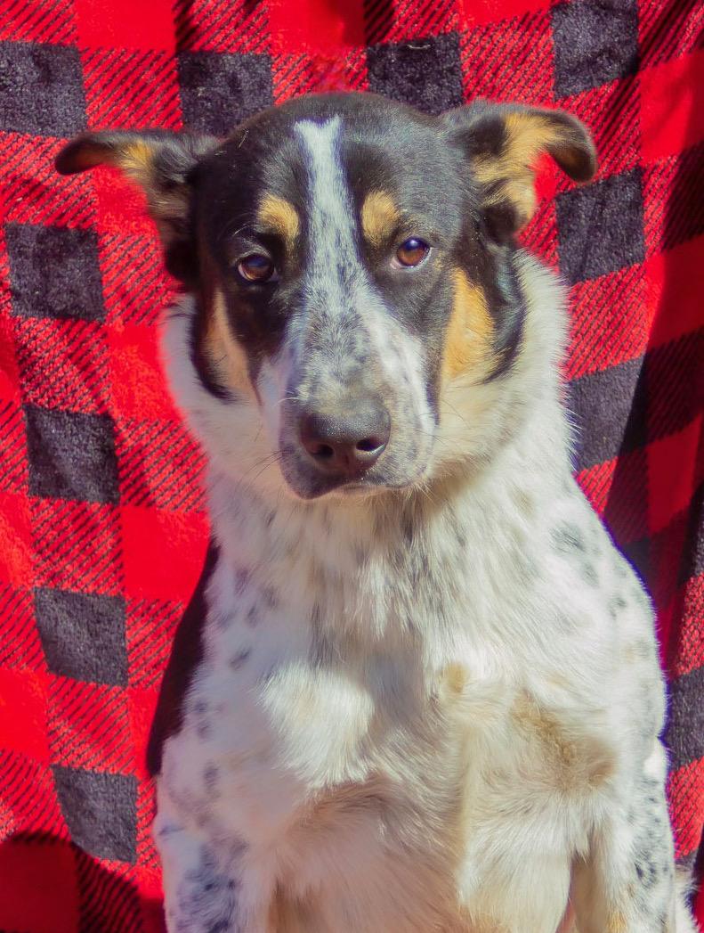 Enlarge Bandit, a Adoptable mixed breed in Madisonville, TX image 2/6