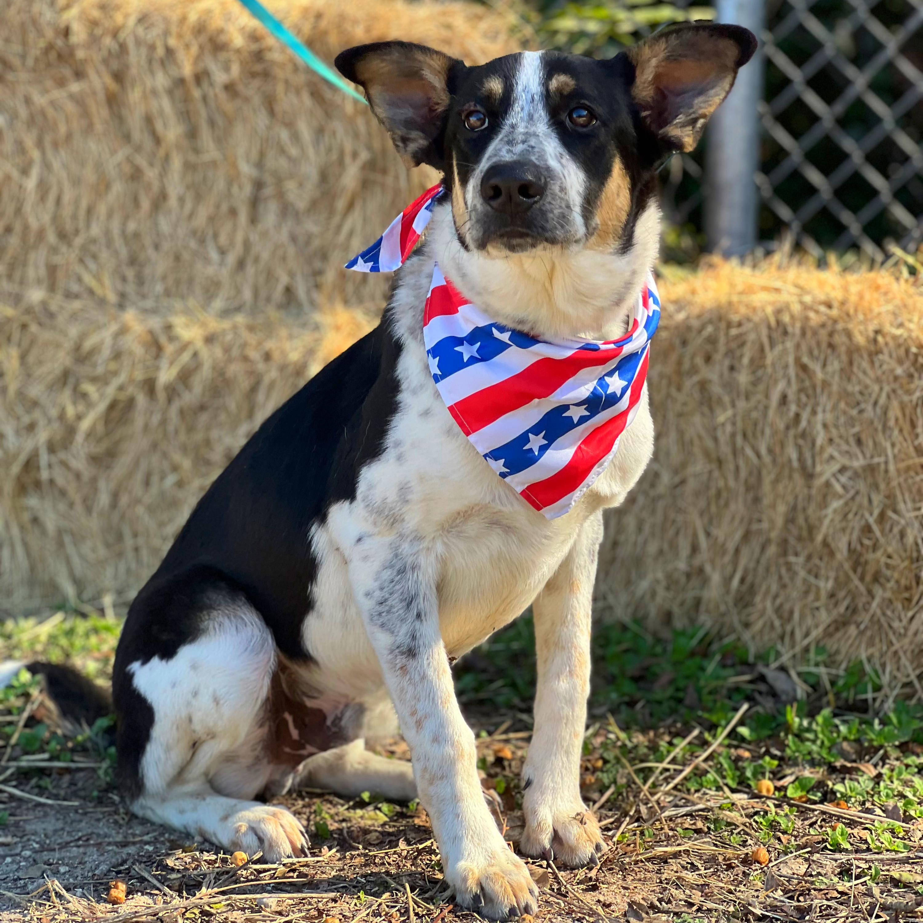 Bandit, a Adoptable mixed breed in Madisonville, TX image 3/6