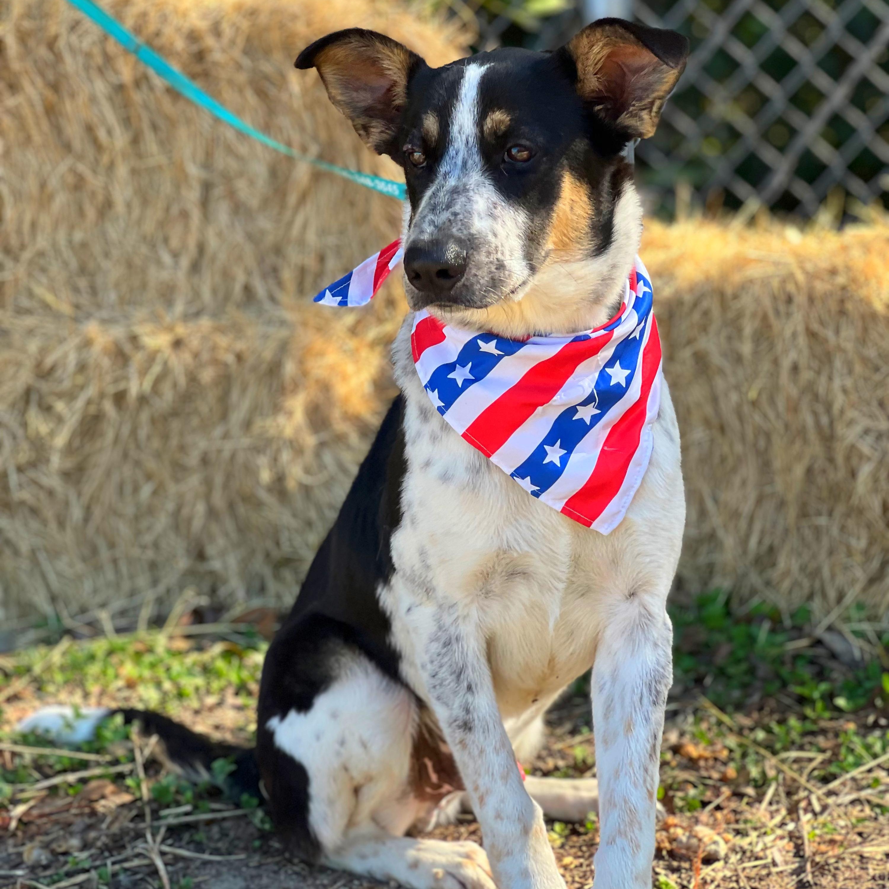 Bandit, a Adoptable mixed breed in Madisonville, TX image 2/6