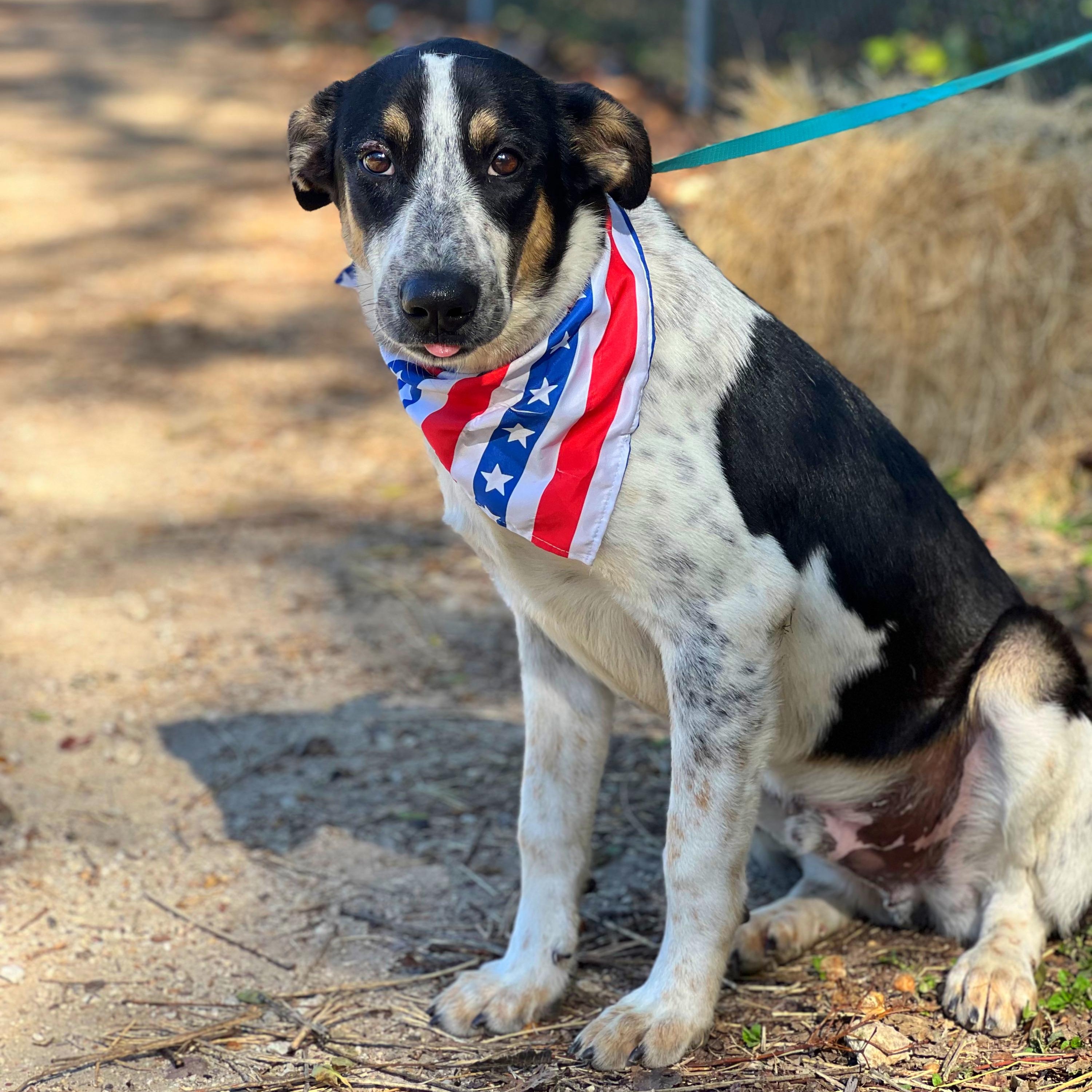 Bandit, a Adoptable mixed breed in Madisonville, TX image 6/6