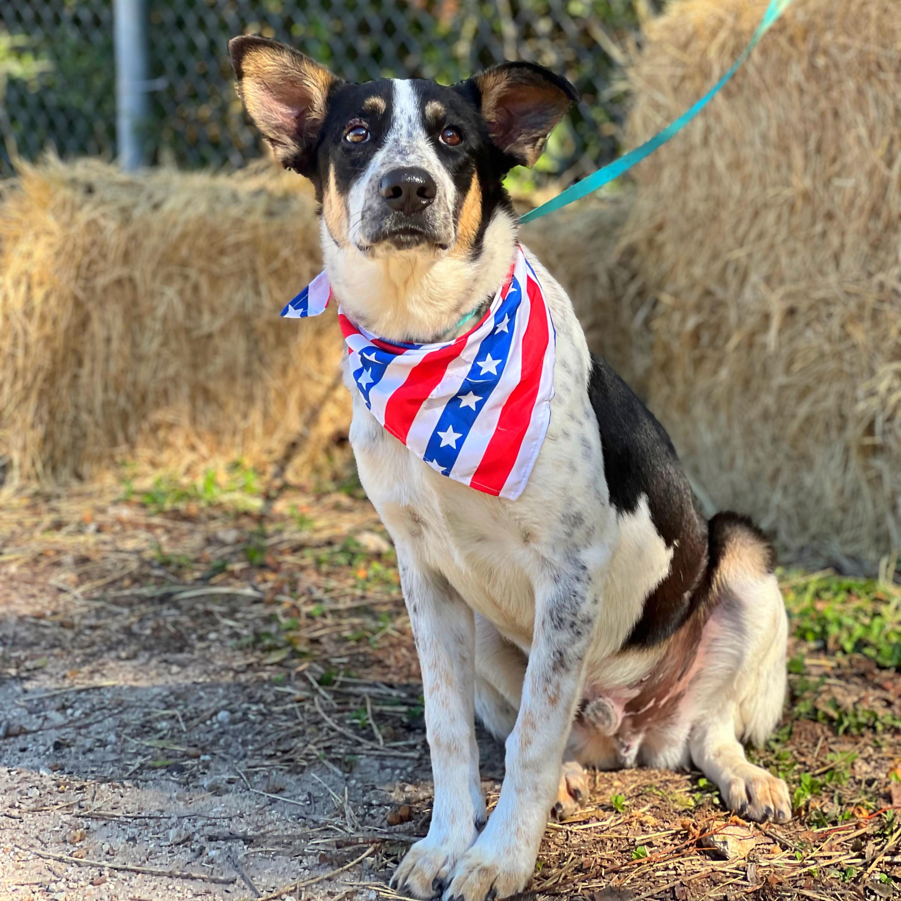 Bandit, a Adoptable mixed breed in Madisonville, TX image 5/6