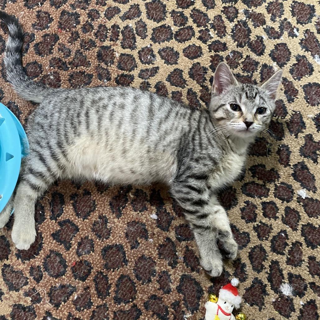 Jake, Adoptable, Kitten Male Domestic Short Hair.