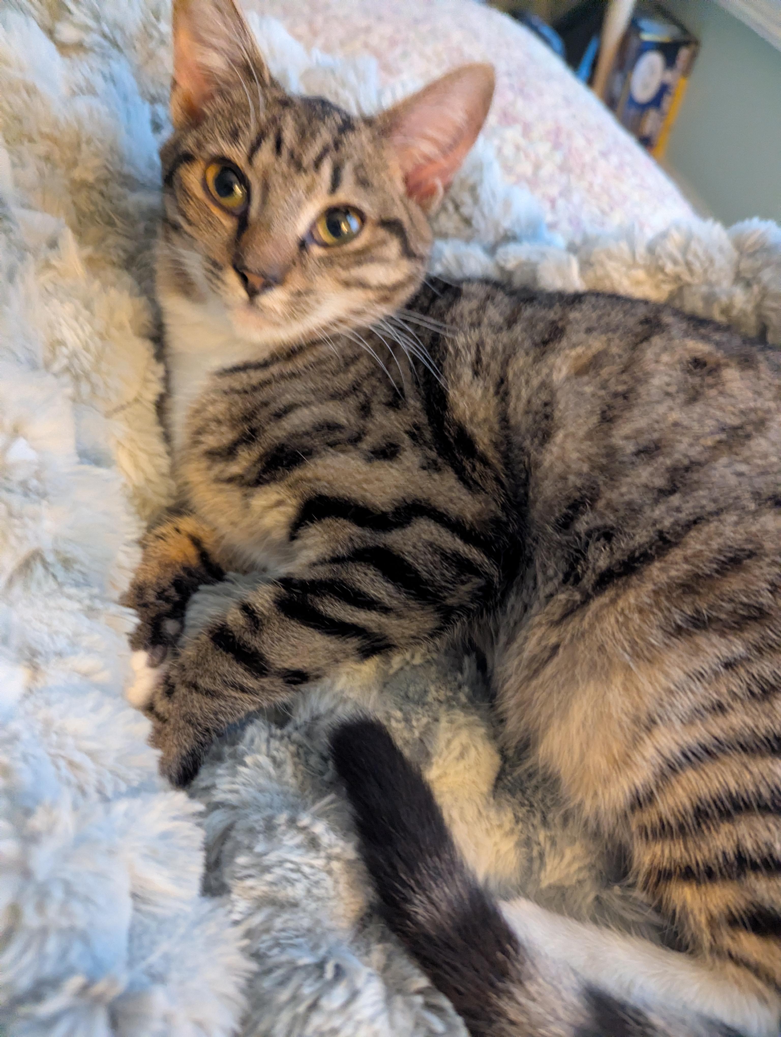 Bubbles, ADOPTABLE, Kitten Female Domestic Short Hair.