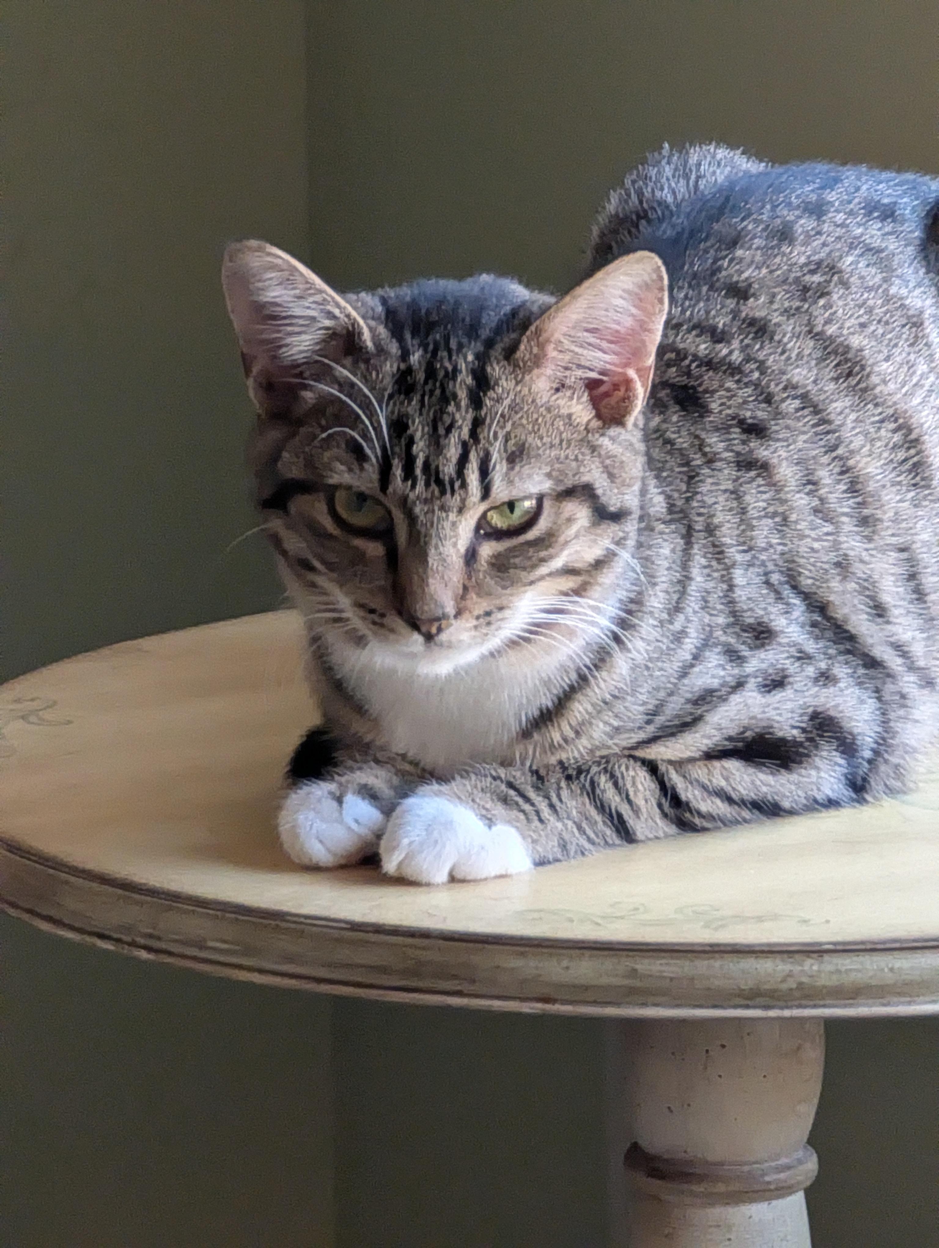 Enlarge Bubbles, a ADOPTABLE Domestic Short Hair in Malden, MA image 5/5