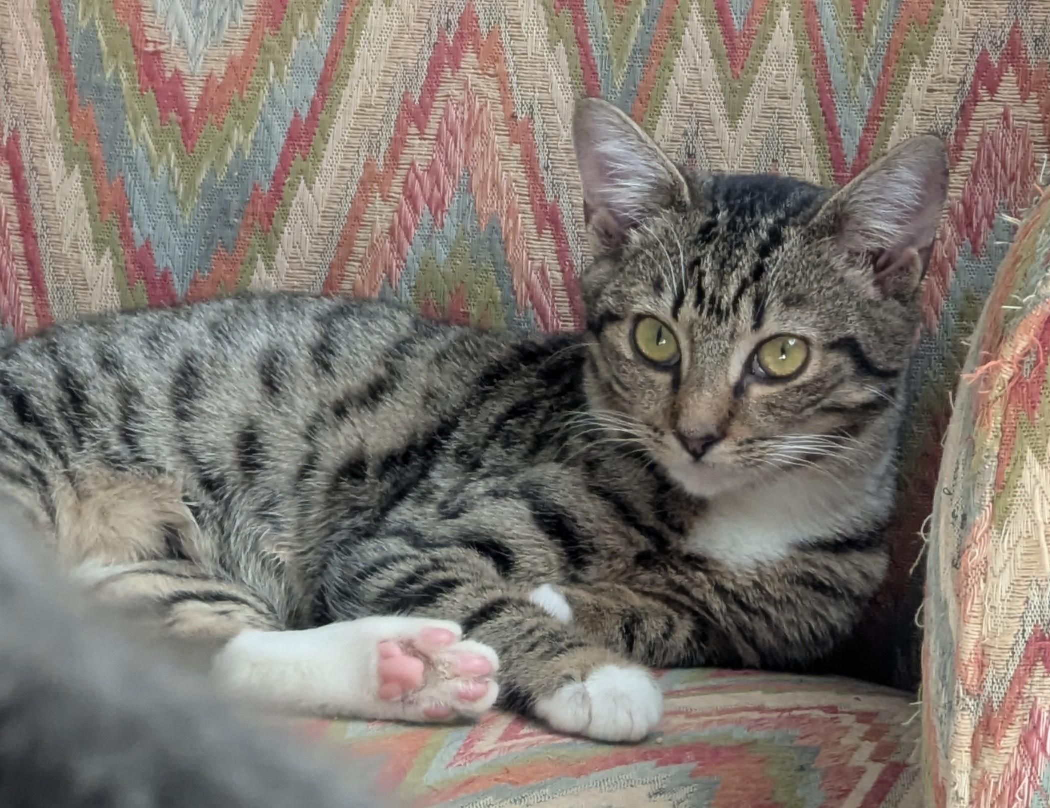 Enlarge Bubbles, a ADOPTABLE Domestic Short Hair in Malden, MA image 2/5