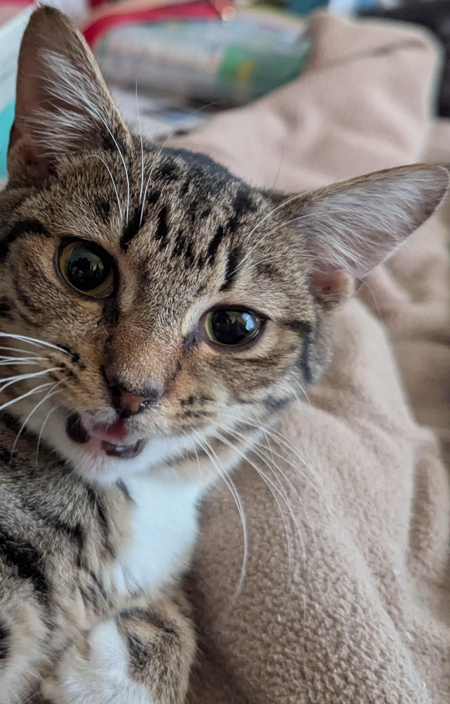 Enlarge Bubbles, a ADOPTABLE Domestic Short Hair in Malden, MA image 4/5