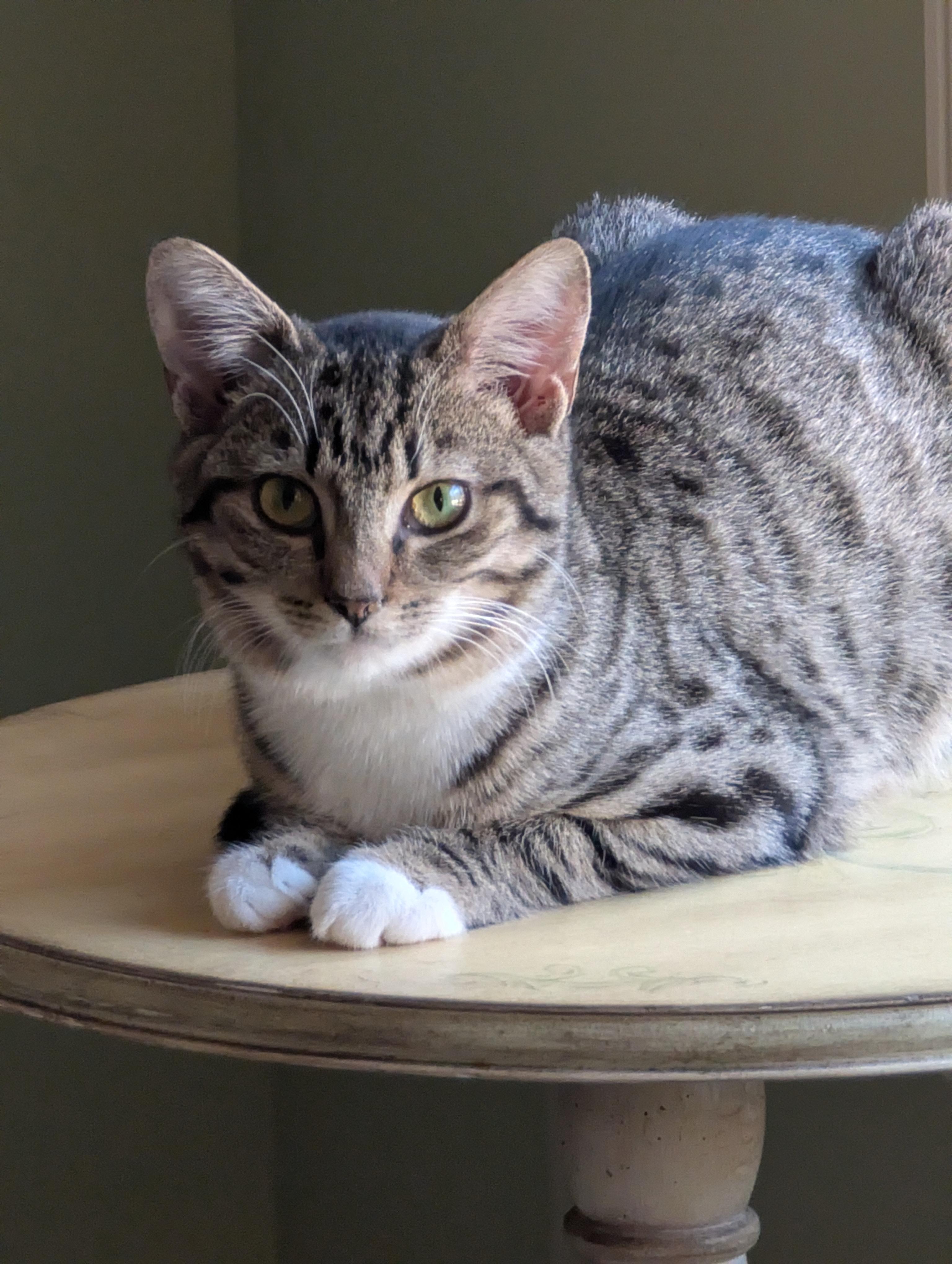 Enlarge Bubbles, a ADOPTABLE Domestic Short Hair in Malden, MA image 3/5