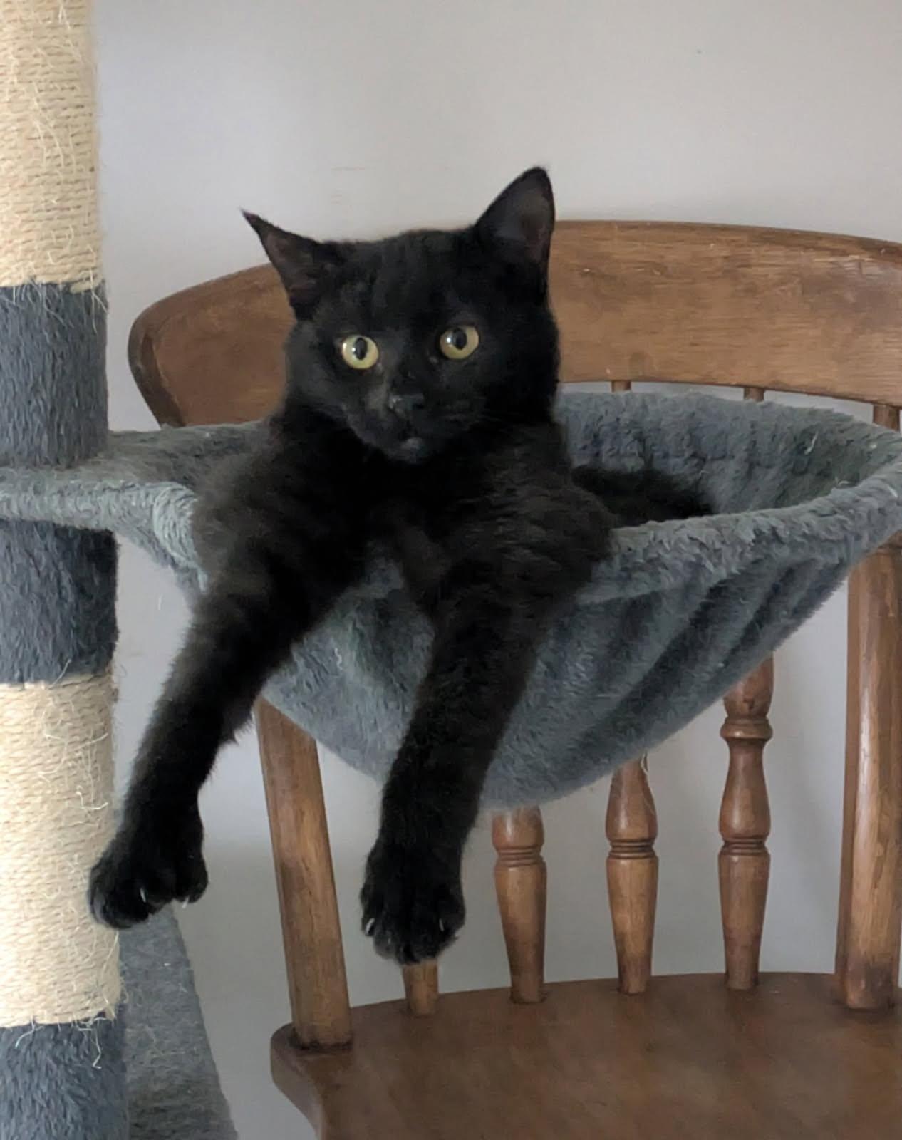 Ellen, Adoptable, Kitten Female Domestic Short Hair.