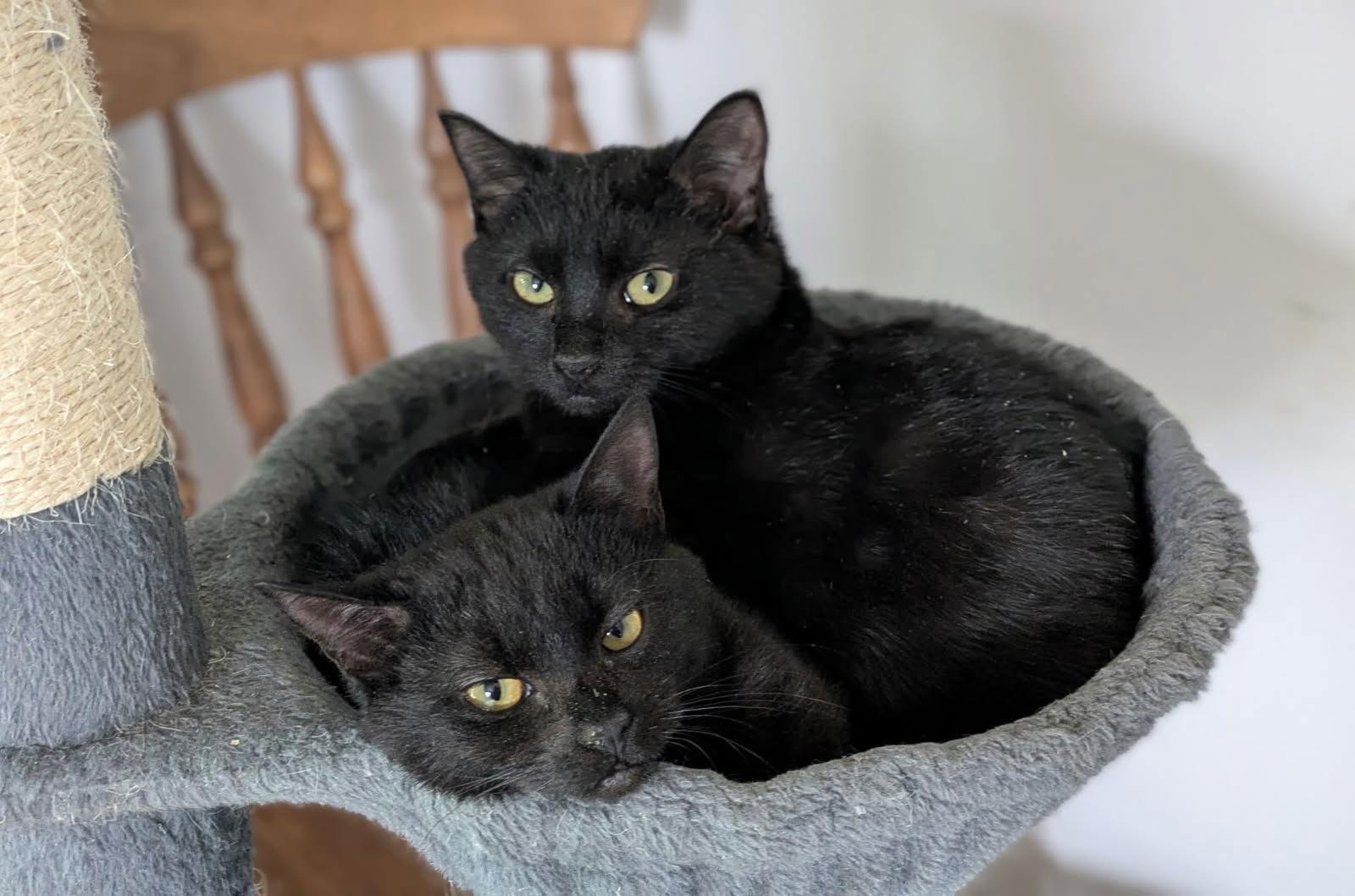 Ellen, a Adoptable Domestic Short Hair in Maggie Valley, NC image 3/3