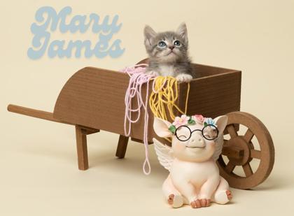 Mary James, a Adoptable mixed breed in Fairhope, AL image 2/2