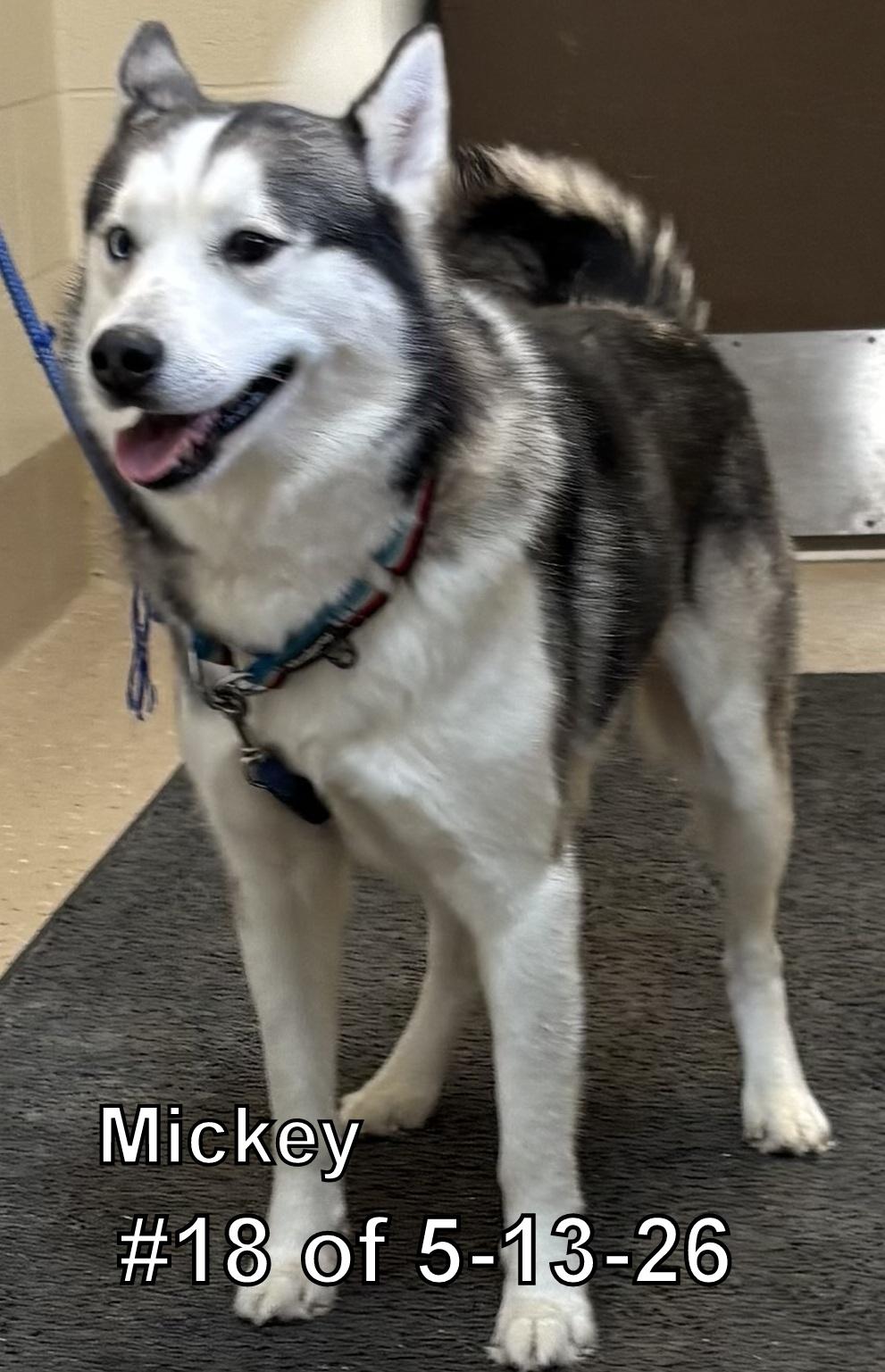 Mickey 18 of 5-13-26, ADOPTABLE, Adult Male Siberian Husky.
