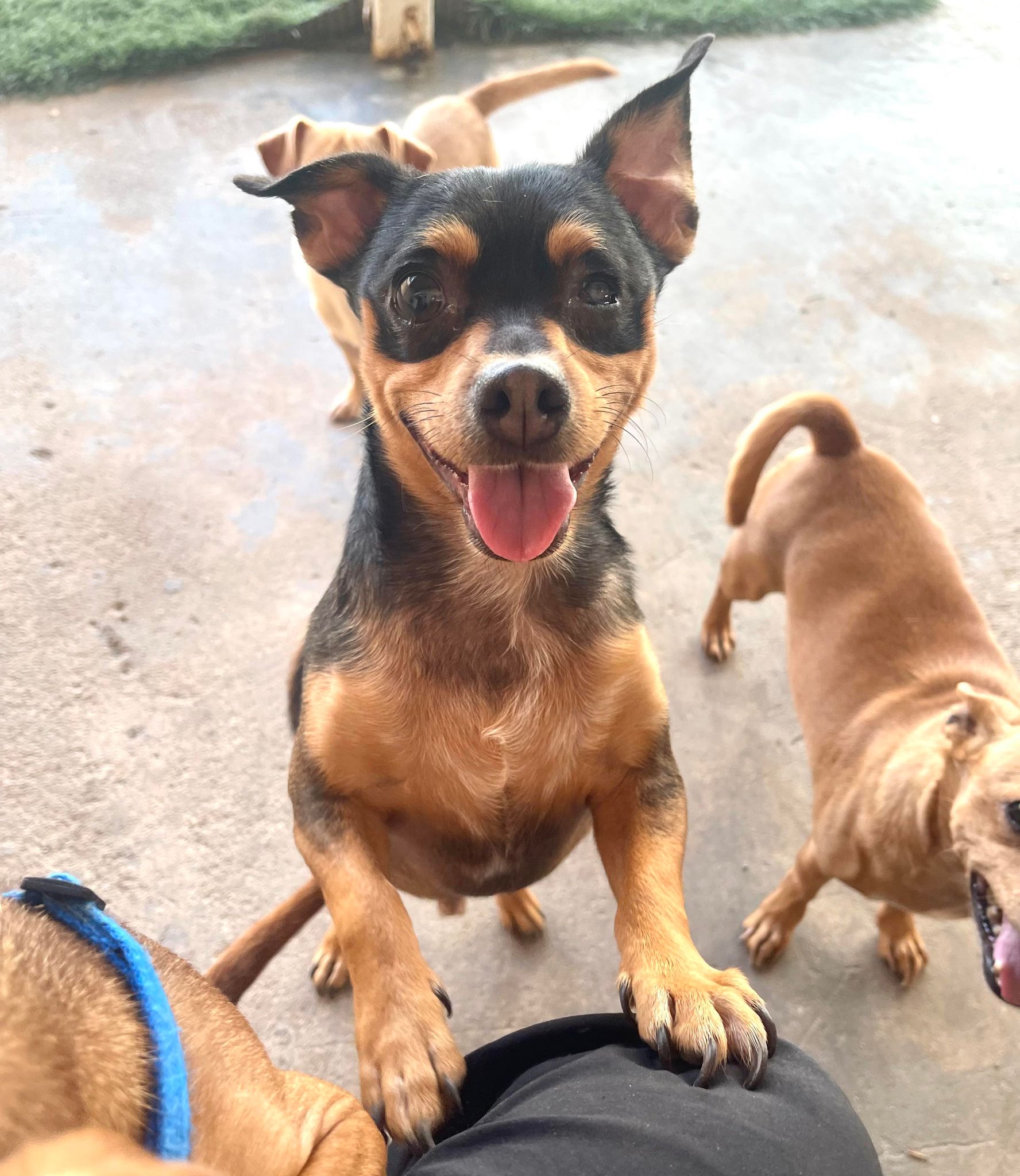 Enlarge Uno, a Adoptable mixed breed in PHOENIX, AZ image 6/6